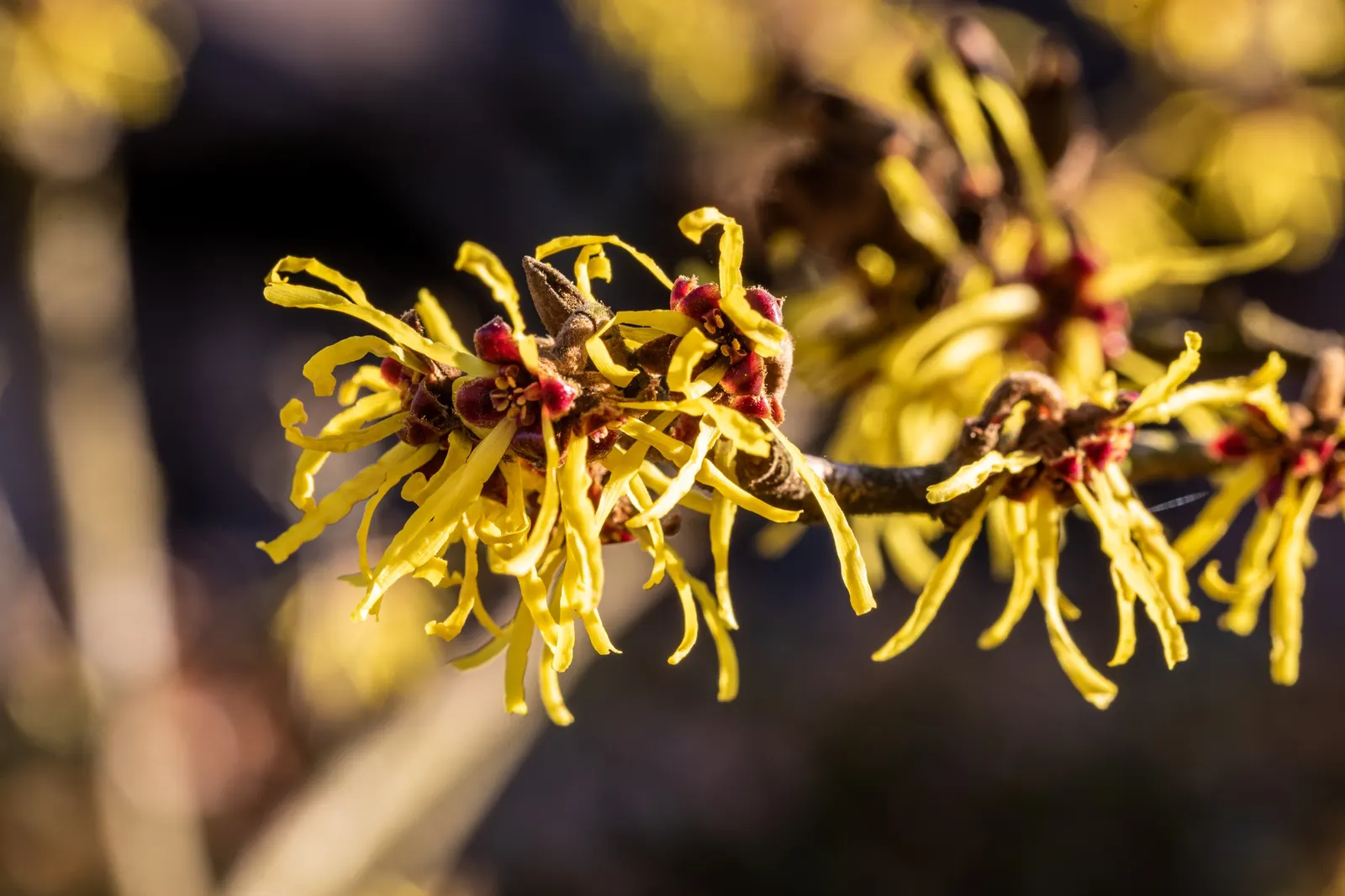 Witch Hazel (Hamamelis X Intermedia) — it may require minimal pruning to maintain its shape and encourage vigorous blooming; this versatile plant prefers