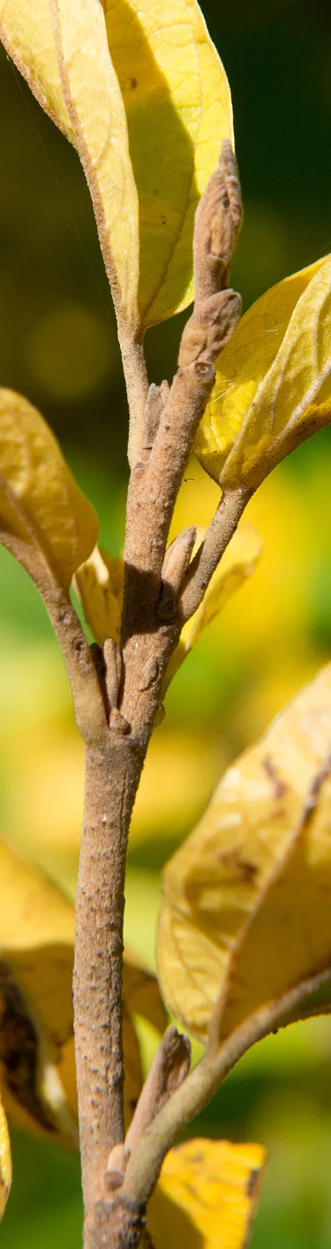 Witch Hazel (Hamamelis X Intermedia) — While relatively low-maintenance