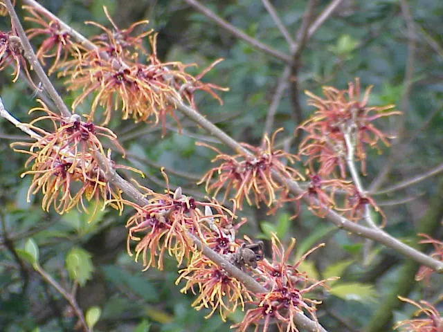 Witch Hazel (Hamamelis X Intermedia) — is a captivating deciduous shrub notable for its unique flowering habit and striking fall foliage, image 58
