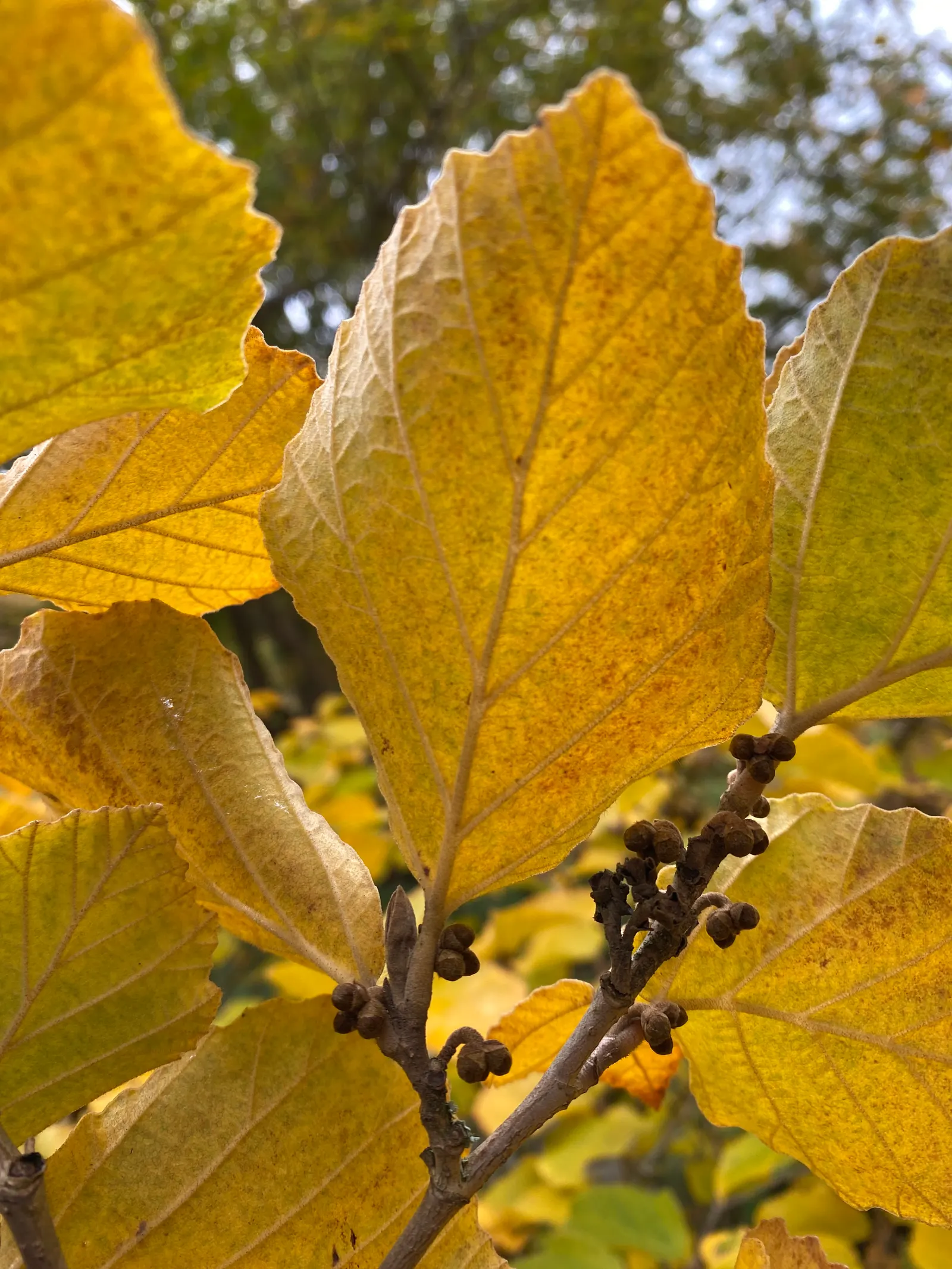 Witch Hazel (Hamamelis X Intermedia) — further enhancing its visual interest.<br><br>For best growth; is a deciduous shrub featuring fragrant