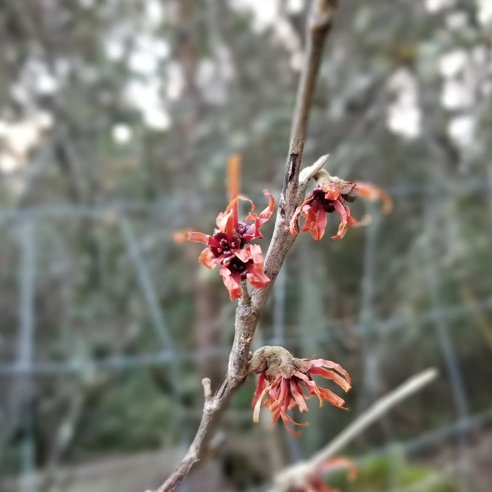 Witch Hazel (Hamamelis X Intermedia) — its blooms possess a subtle; witch Hazel is prized for its vibrant fall foliage and unique