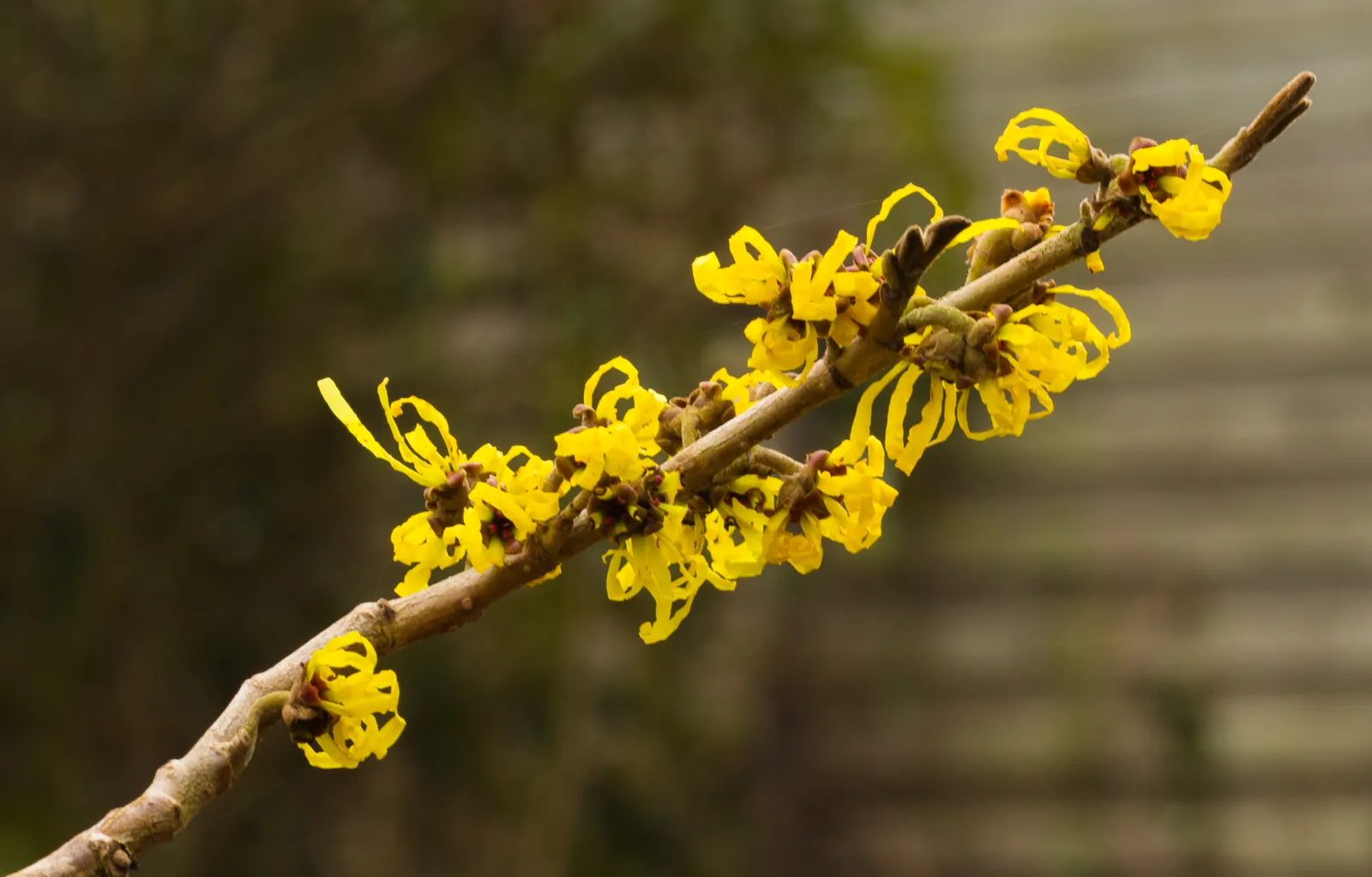 Witch Hazel (Hamamelis X Intermedia) — Hardy in USDA zones 5 through 8; its blooms possess a subtle, image 70