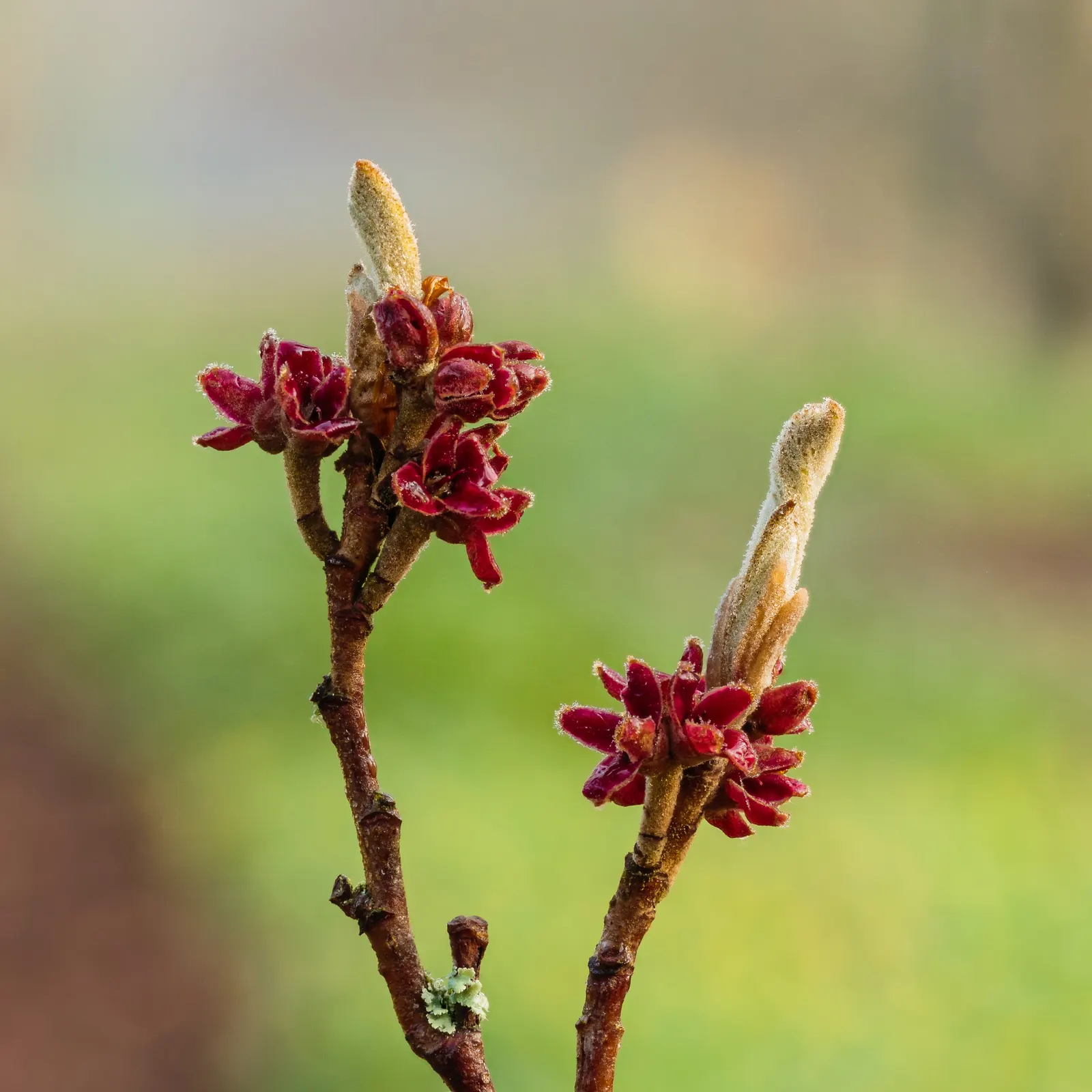 Witch Hazel (Hamamelis X Intermedia) — this plant offers an alluring display from late winter into early spring; acidic to neutral soil and situated in full