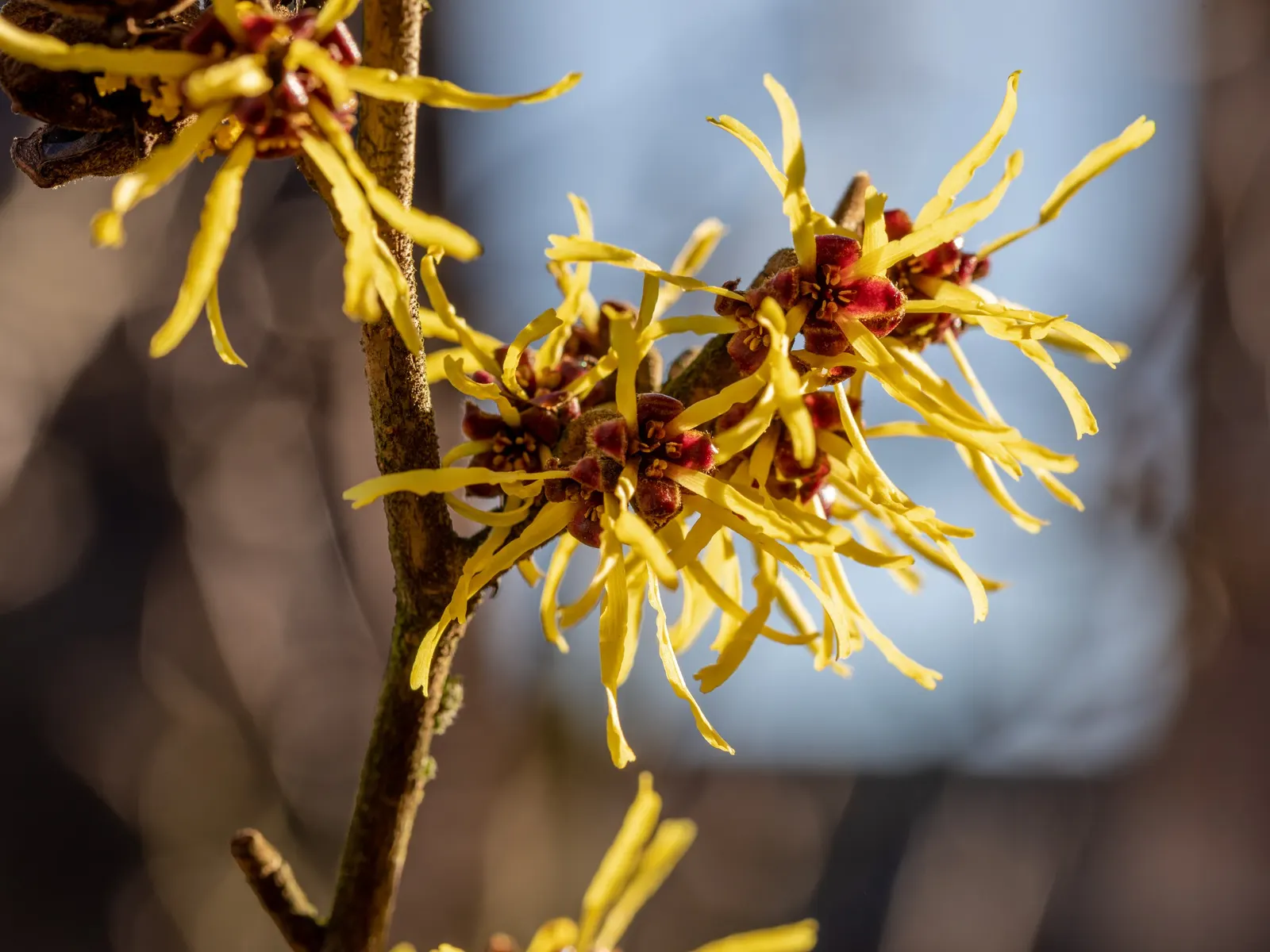 Witch Hazel (Hamamelis X Intermedia) — is a deciduous shrub featuring fragrant; boasting clusters of ribbon-like flowers in shades ranging from, image 52