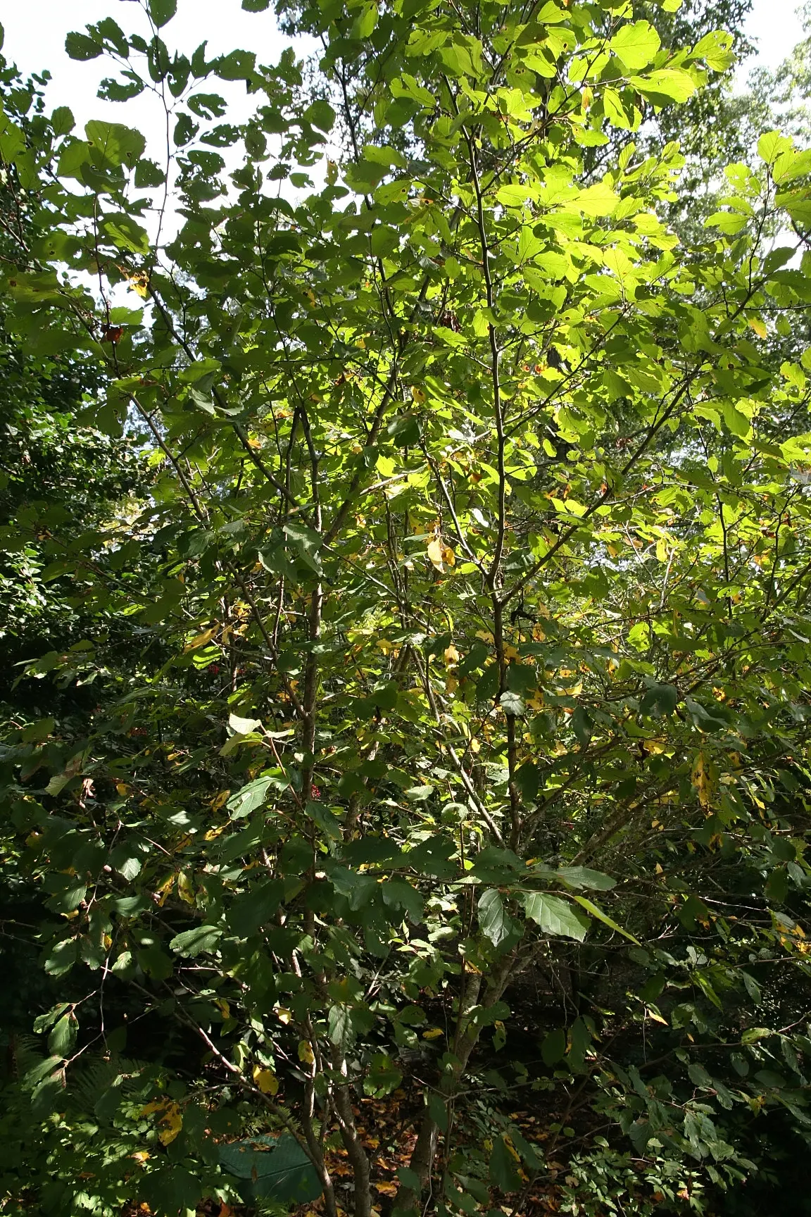 Witch Hazel (Hamamelis X Intermedia) — A hybrid of Japanese and Chinese Witch Hazels