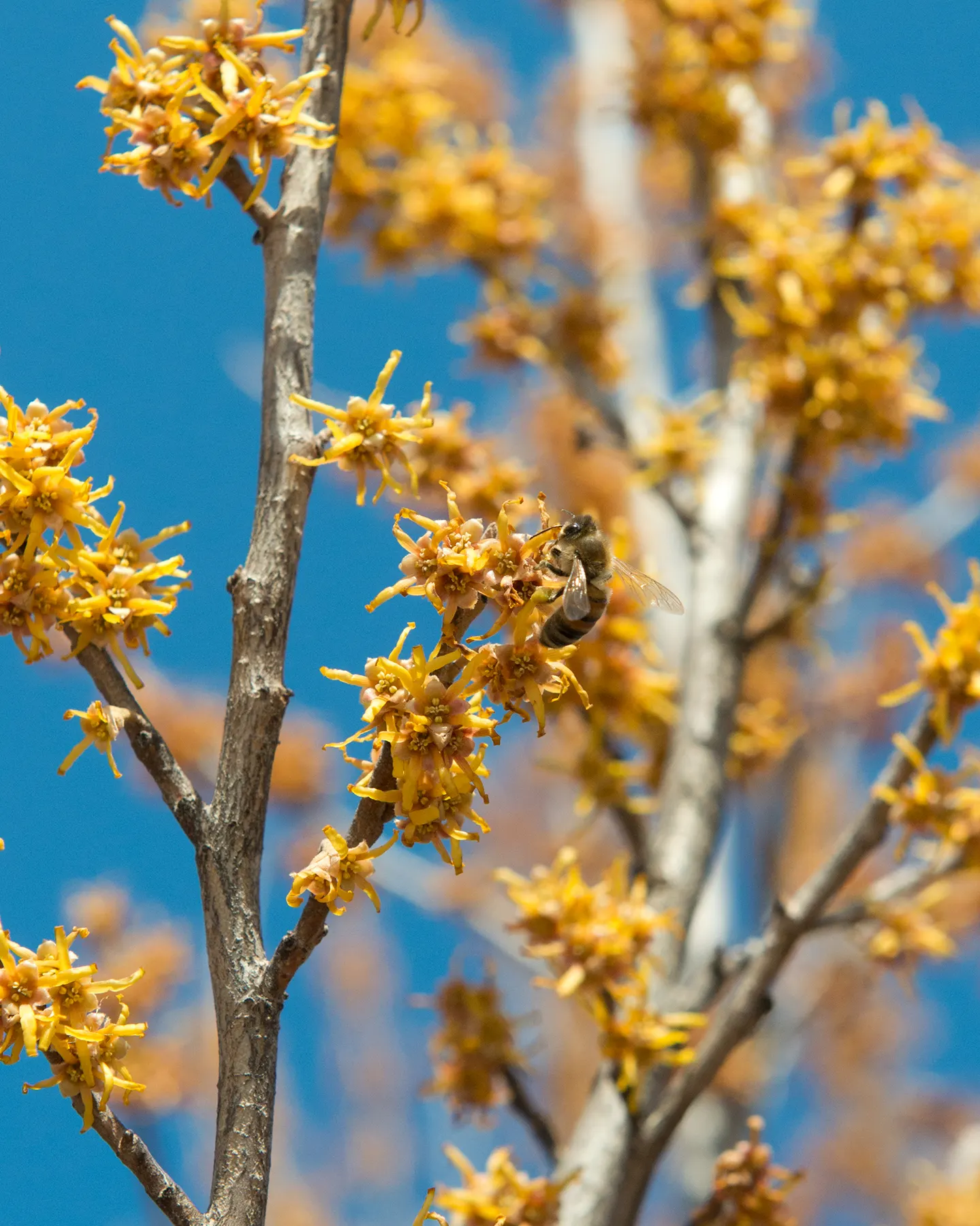 Witch Hazel (Hamamelis X Intermedia) — this plant offers an alluring display from late winter into early spring; acidic to neutral soil and, image 60