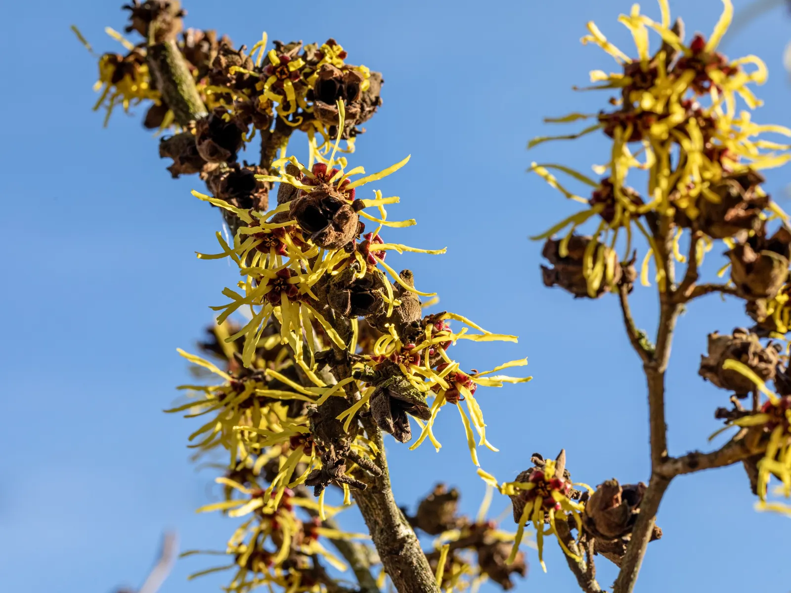 Witch Hazel (Hamamelis X Intermedia) — It typically reaches 12-15 ft in height and spreads equally wide; shrub for full or half, image 54