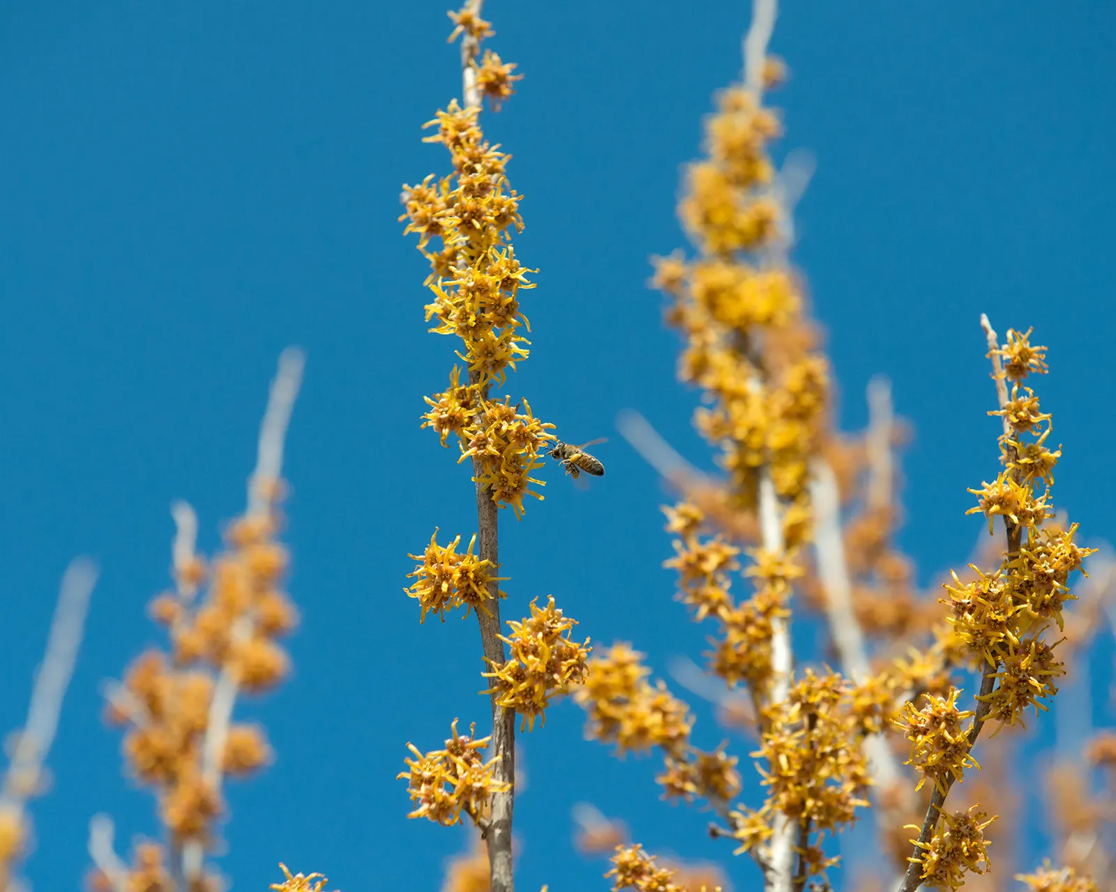 Witch Hazel (Hamamelis X Intermedia) — Witch Hazel is prized for its vibrant fall foliage and unique; morph into a vibrant array of yellows