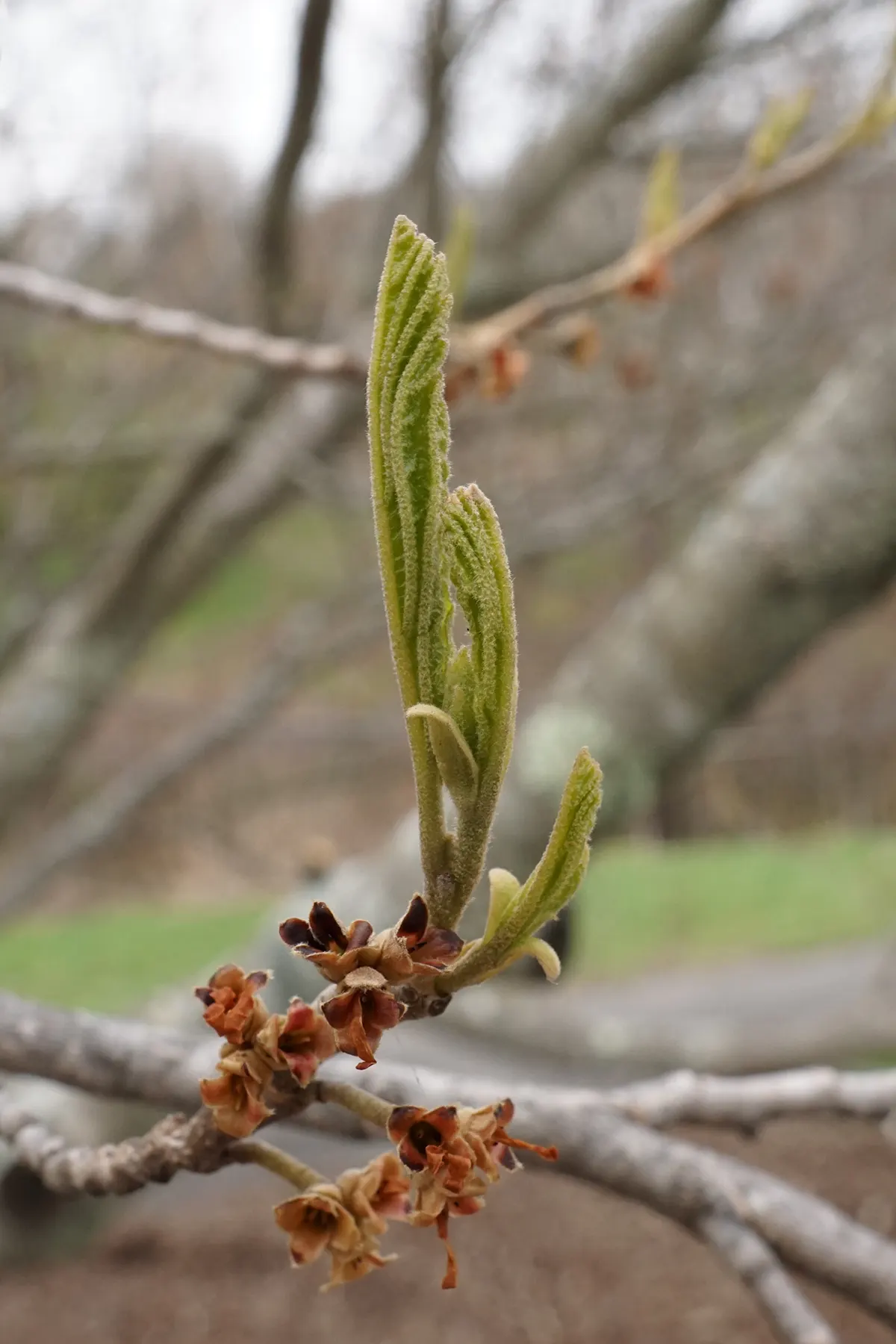 Witch Hazel (Hamamelis X Intermedia) — This versatile plant prefers well-drained soil and full sun to partial shade