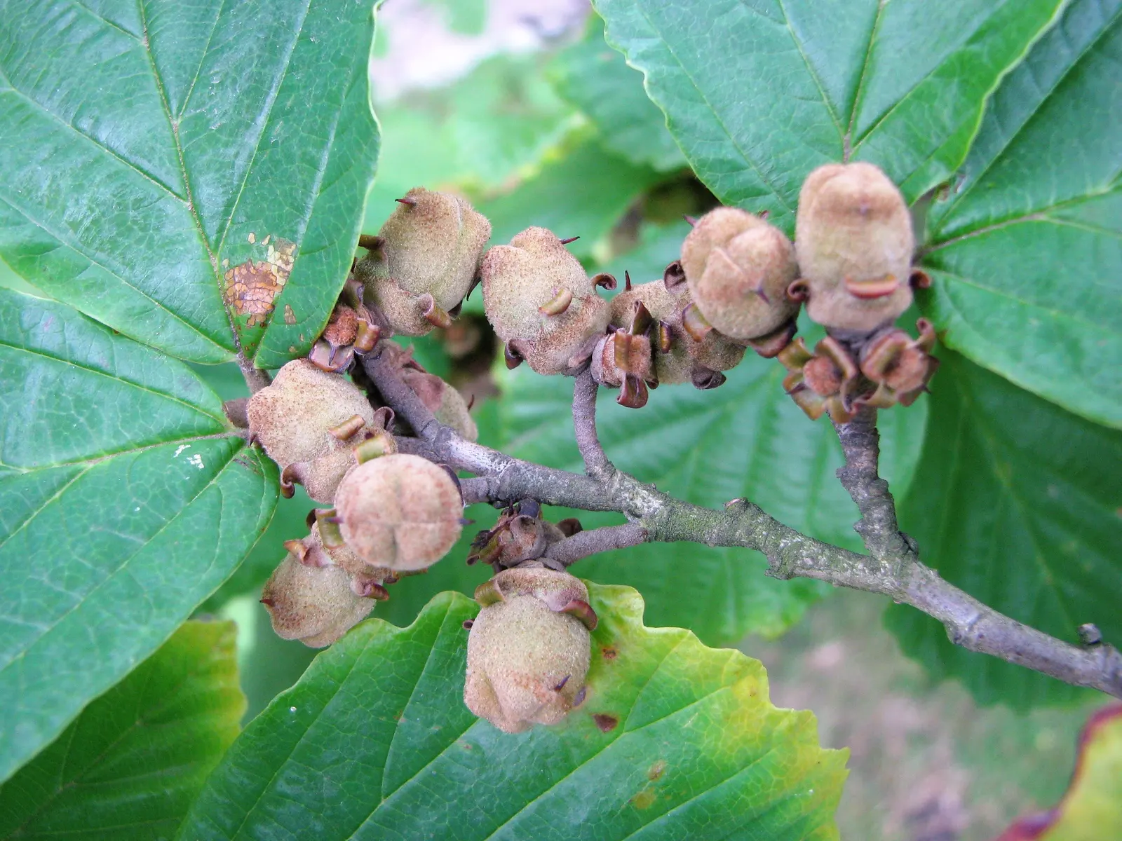 Witch Hazel (Hamamelis X Intermedia) — While relatively low-maintenance; yellow flowers in the garden, image 68