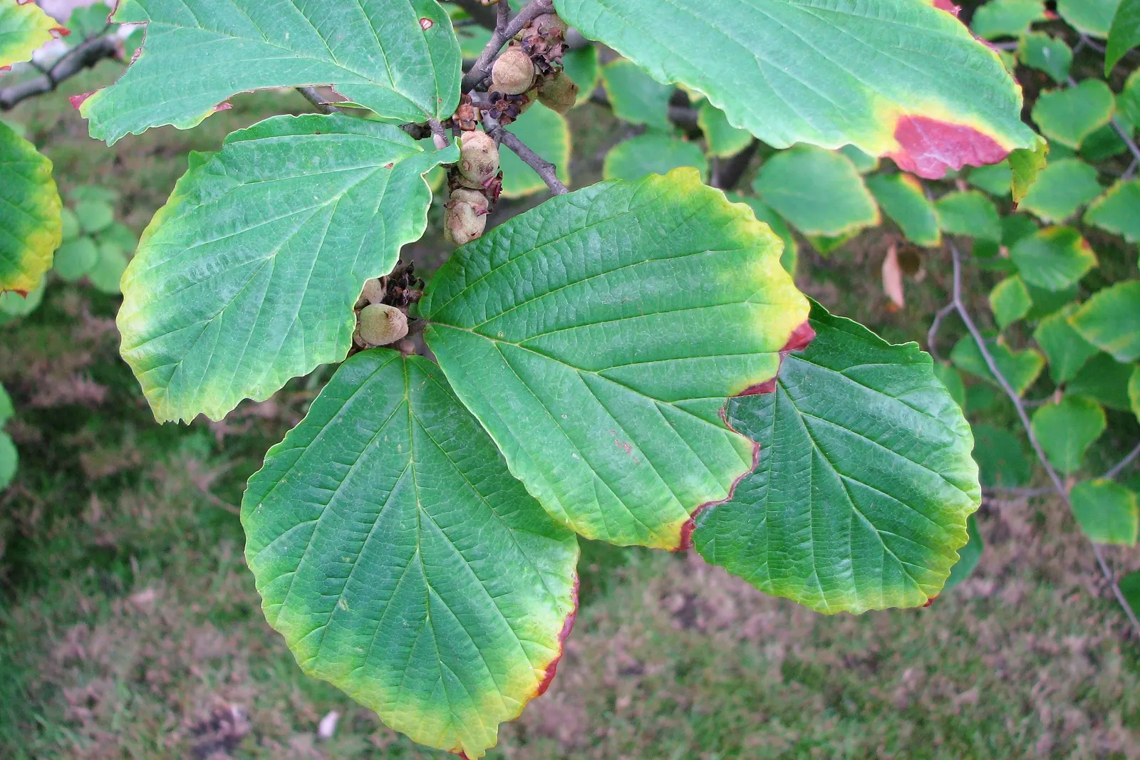 Witch Hazel (Hamamelis X Intermedia) — Witch Hazel prefers to be planted in well-drained; a hybrid of Japanese and Chinese Witch Hazels, image 66