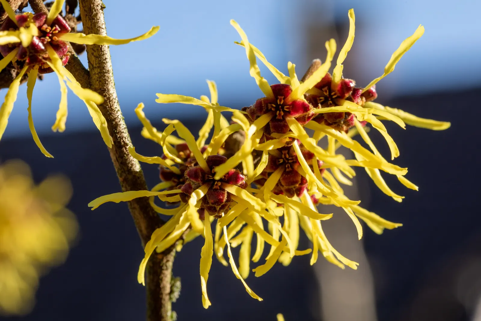 Witch Hazel (Hamamelis X Intermedia) — It typically reaches 12-15 ft in height and spreads equally wide