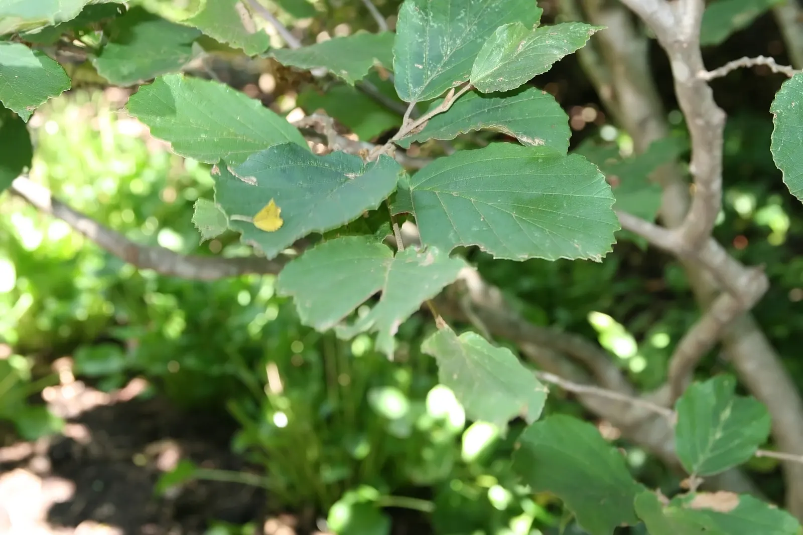 Witch Hazel (Hamamelis X Intermedia) — further enhancing its visual interest.<br><br>For best growth