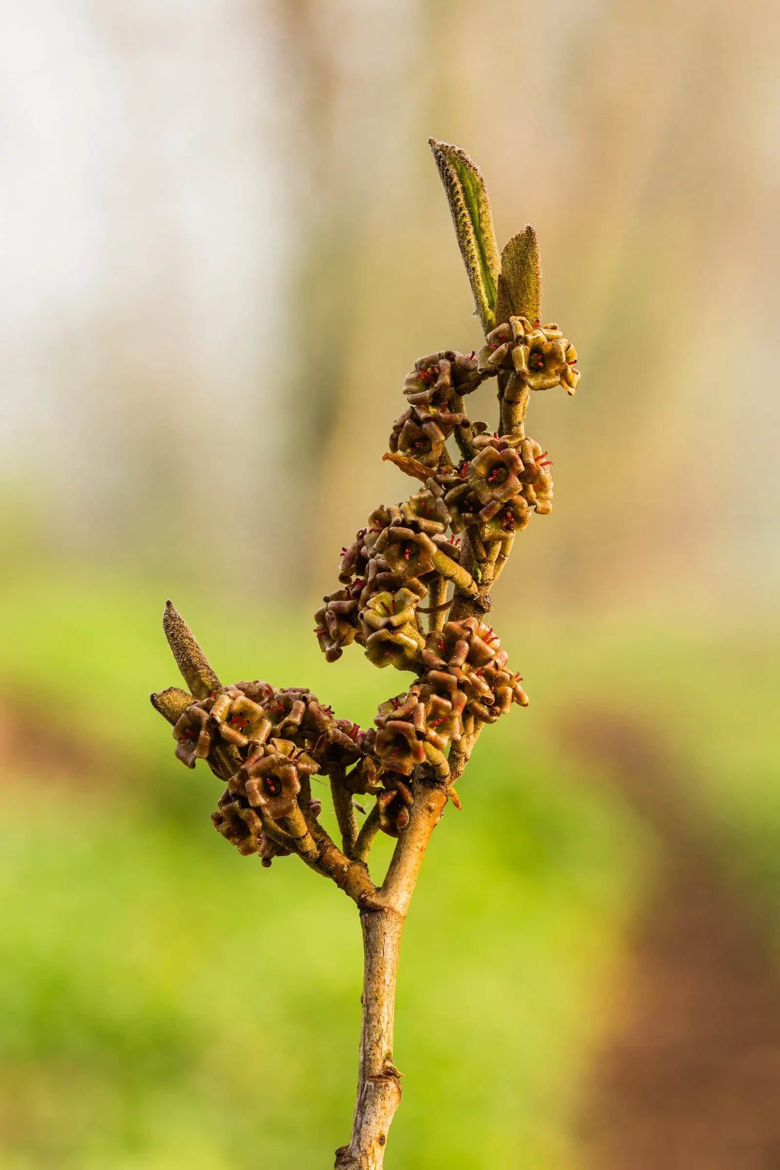 Witch Hazel (Hamamelis X Intermedia) — it may require minimal pruning to maintain its shape and encourage vigorous blooming