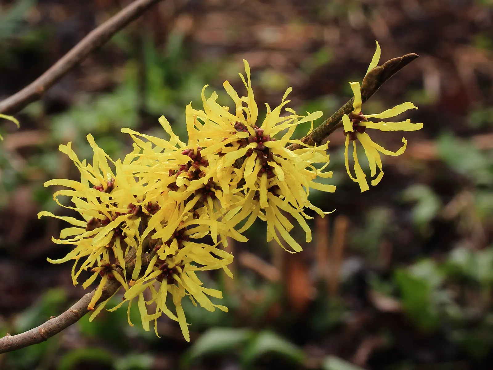 Witch Hazel (Hamamelis X Intermedia) — boasting clusters of ribbon-like flowers in shades ranging from pale yellow to deep orange and red; shrub, image 61