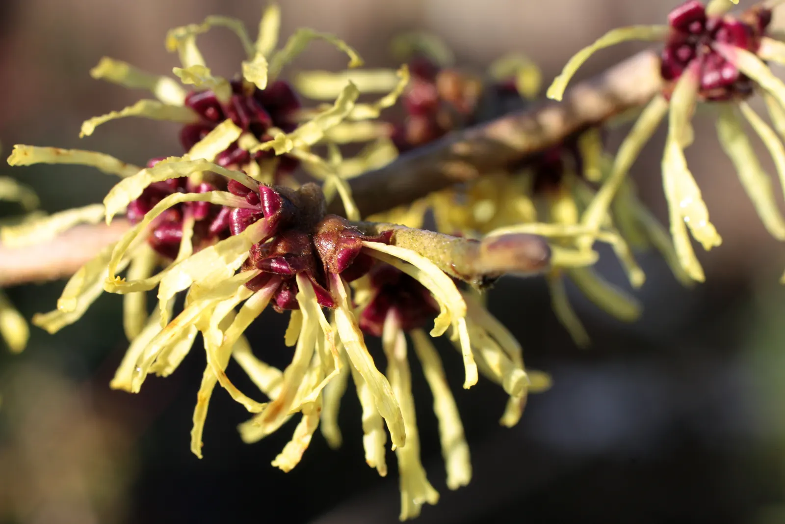 Witch Hazel (Hamamelis X Intermedia) — shrub with yellow blooms; further enhancing its visual interest.<br><br>For best growth, image 74