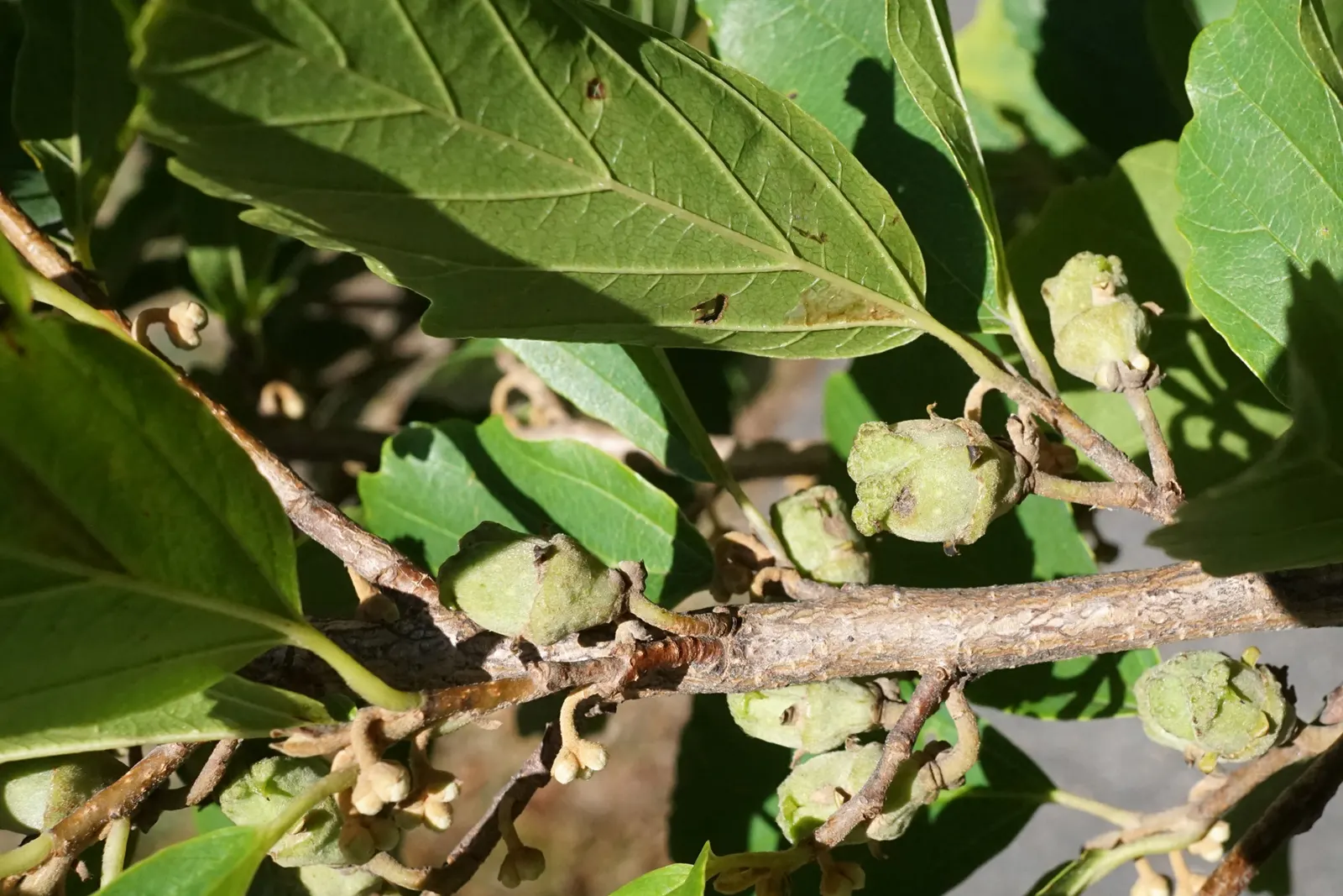 Witch Hazel (Hamamelis X Intermedia) — which can grow up to 6 inches long, image 38