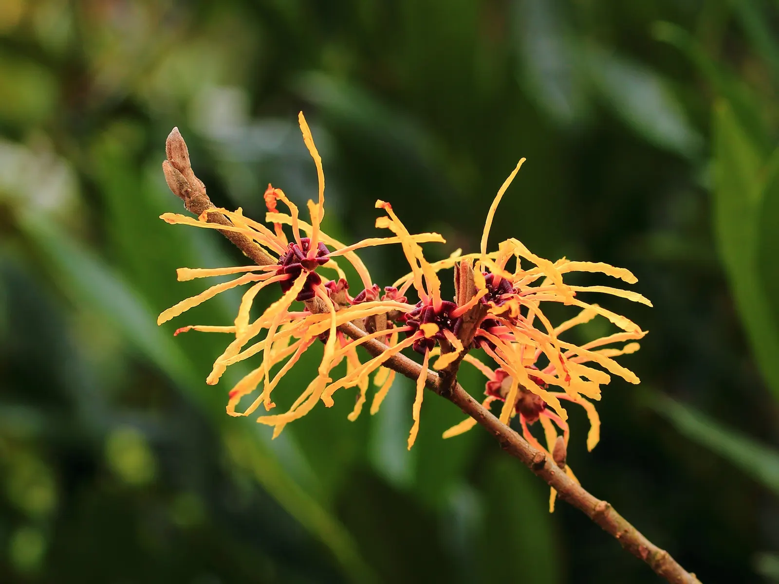 Witch Hazel (Hamamelis X Intermedia) — shrub for full or half; bringing year-round beauty and character, image 75
