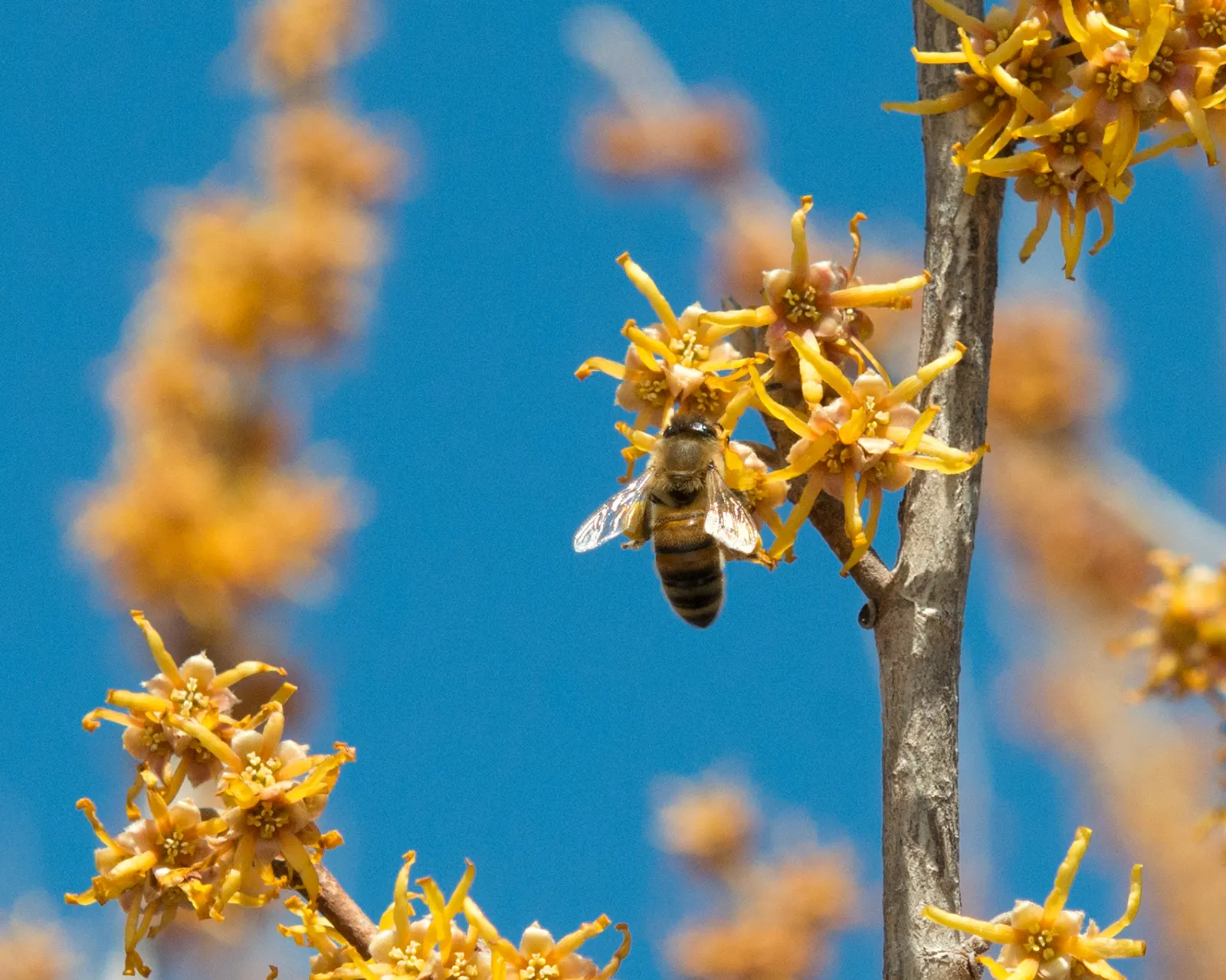 Witch Hazel (Hamamelis X Intermedia) — which can grow up to 6 inches long, image 63