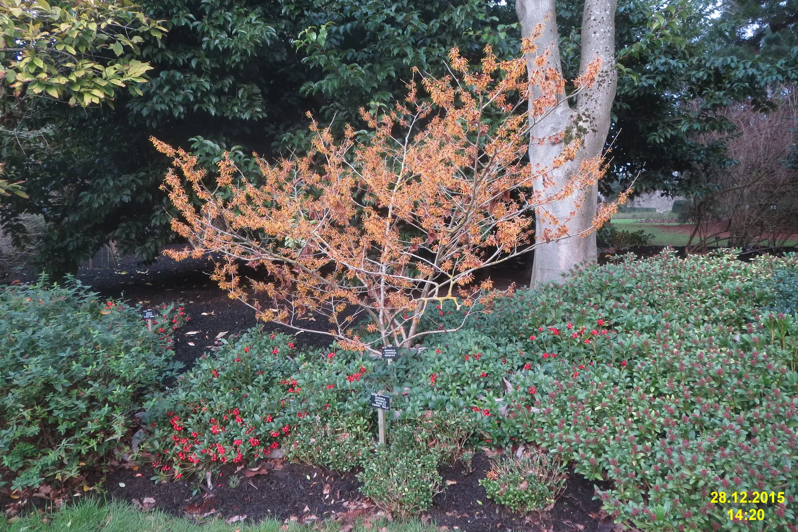 Witch Hazel (Hamamelis X Intermedia) — Witch Hazel prefers to be planted in well-drained