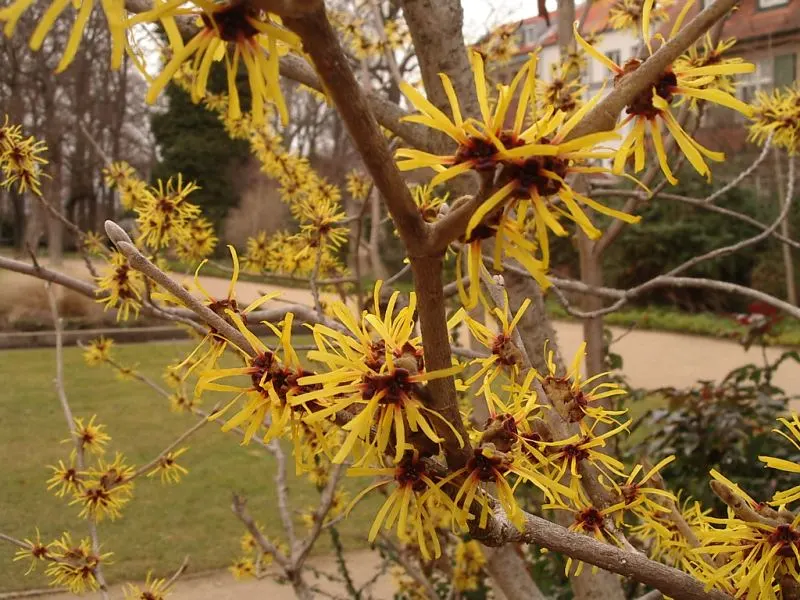 Witch Hazel (Hamamelis X Intermedia) — bringing year-round beauty and character; commonly known as Witch Hazel, image 72
