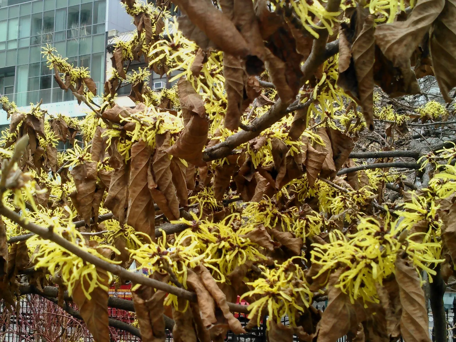 Witch Hazel (Hamamelis X Intermedia) — its blooms possess a subtle