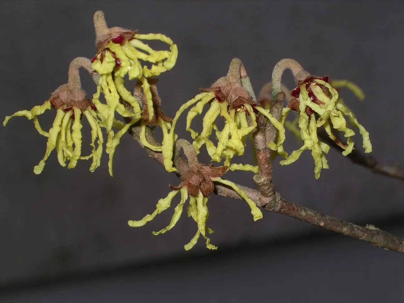Witch Hazel (Hamamelis X Intermedia) — is a captivating deciduous shrub notable for its unique flowering habit and striking fall foliage; ribbon-like yellow to