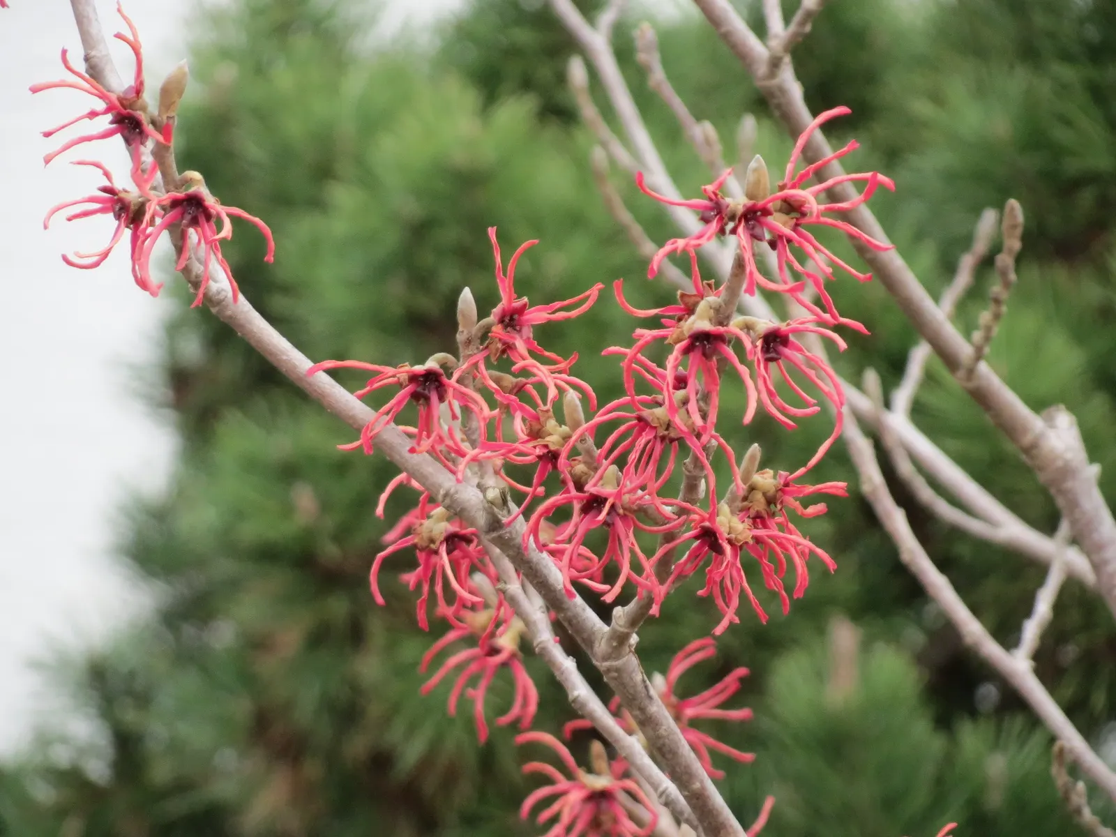 Witch Hazel (Hamamelis X Intermedia) — further enhancing its visual interest.<br><br>For best growth; is a deciduous shrub featuring fragrant, image 65