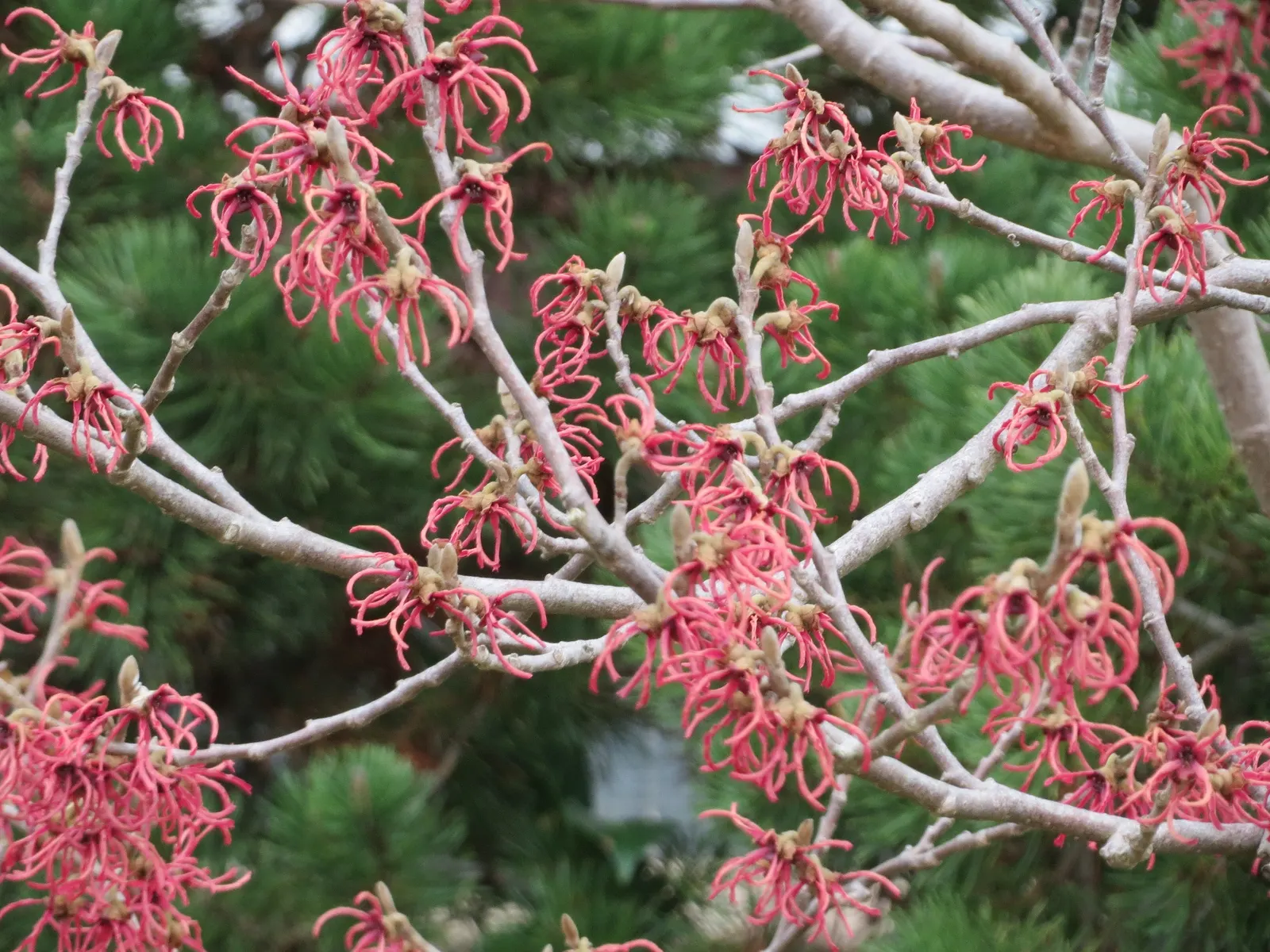Witch Hazel (Hamamelis X Intermedia) — acidic to neutral soil and situated in full sun to partial shade; witch Hazel prefers to be planted in, image 67