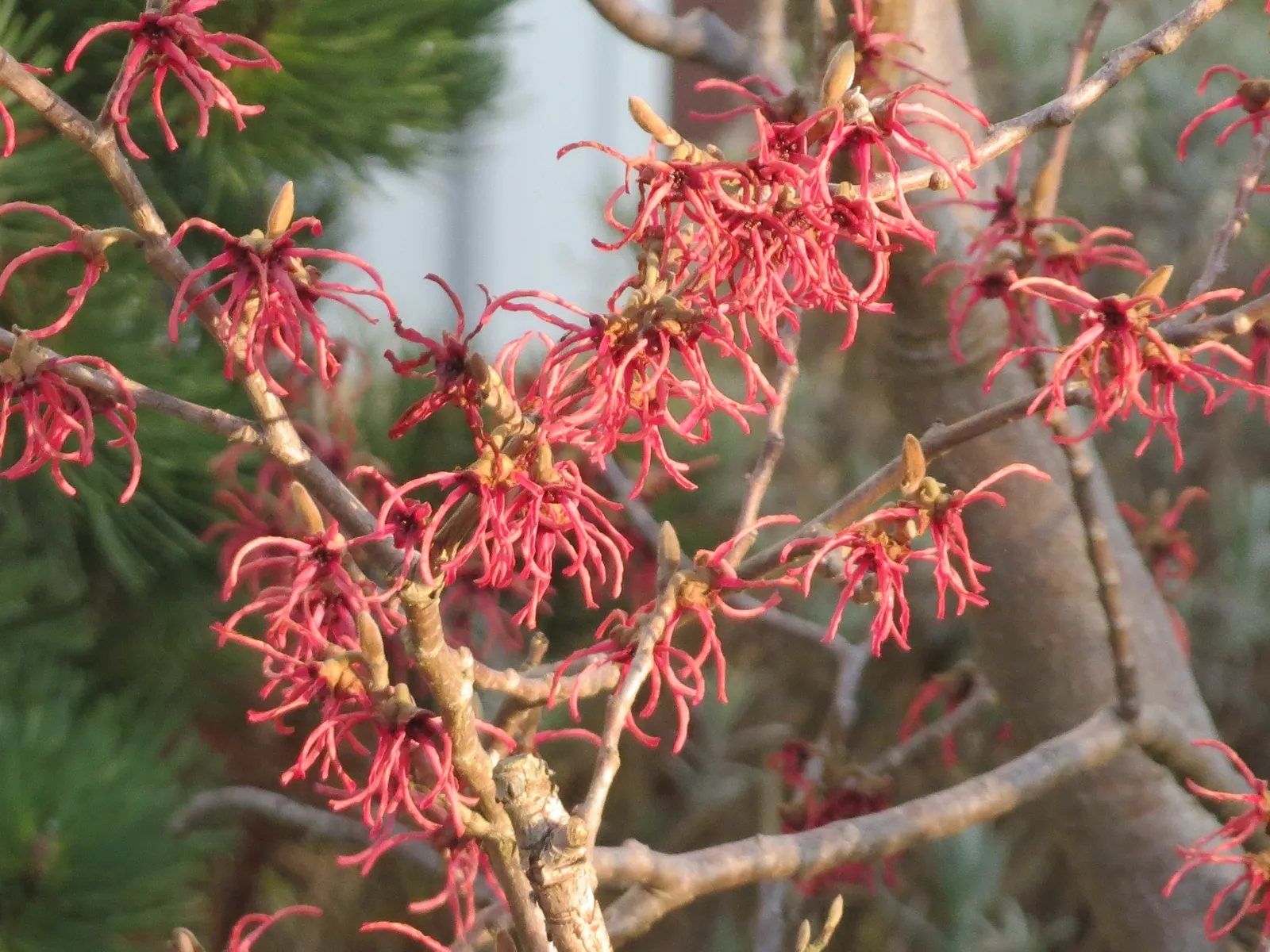 Witch Hazel (Hamamelis X Intermedia) — Witch Hazel is prized for its vibrant fall foliage and unique