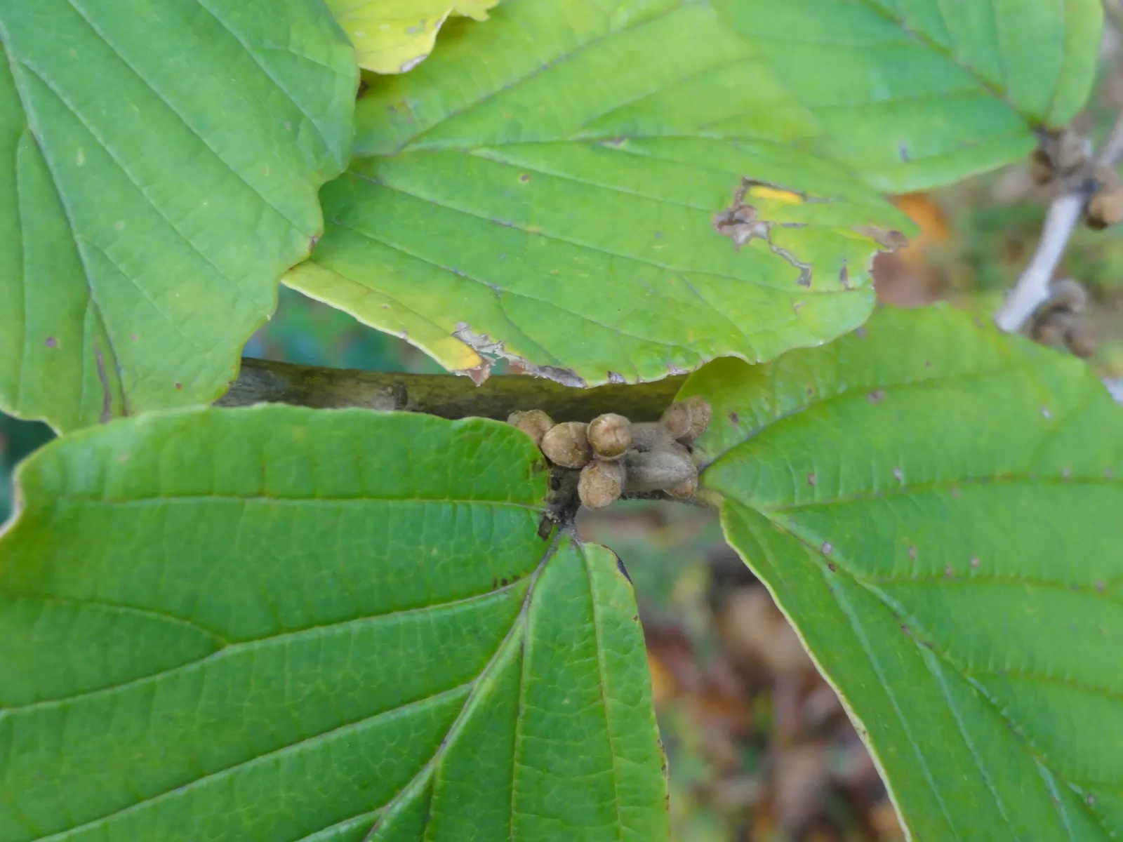 Witch Hazel (Hamamelis X Intermedia) — This versatile plant prefers well-drained soil and full sun to partial shade; spidery flowers that add, image 55