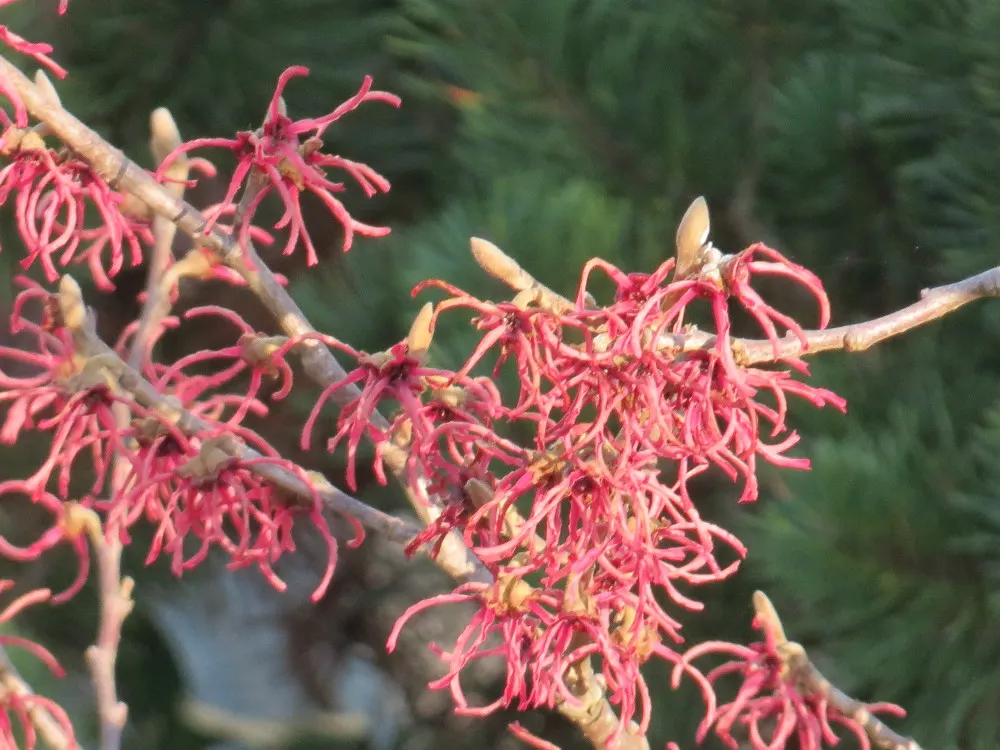 Witch Hazel (Hamamelis X Intermedia) — yellow flowers in the garden; is a captivating deciduous shrub notable for its unique flowering habit and striking fall