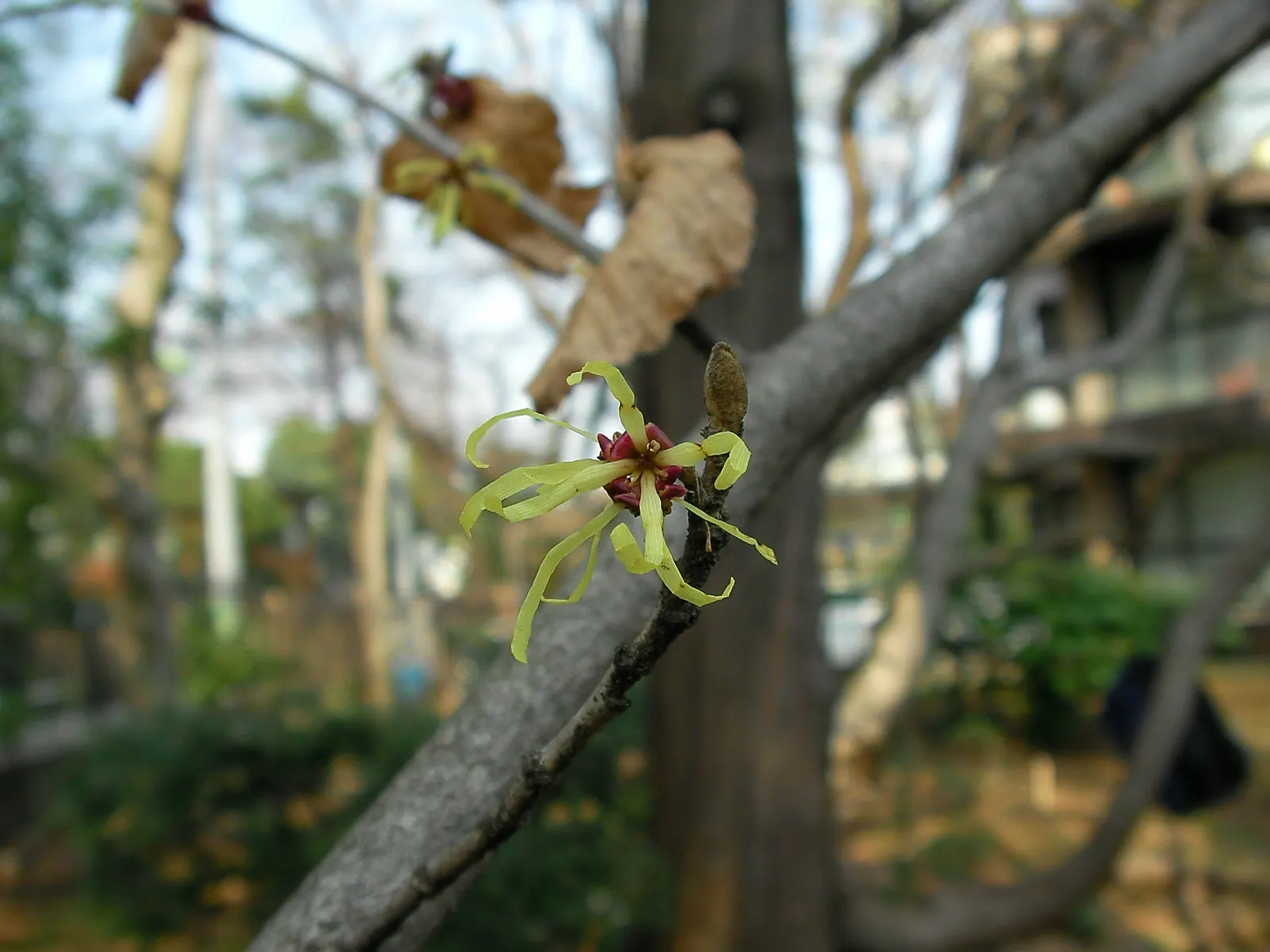 Witch Hazel (Hamamelis X Intermedia) — bringing year-round beauty and character; commonly known as Witch Hazel