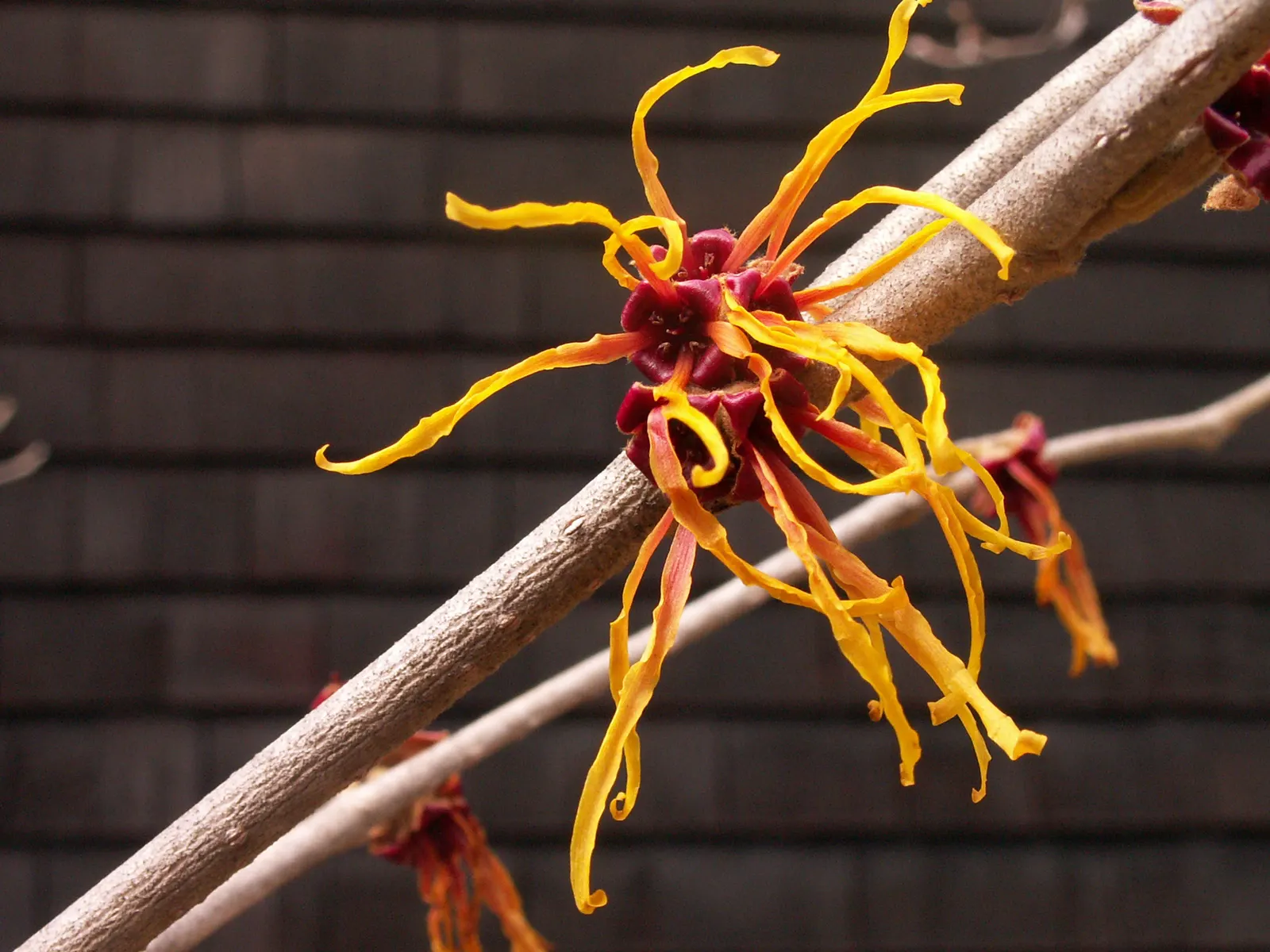 Witch Hazel (Hamamelis X Intermedia) — A hybrid of Japanese and Chinese Witch Hazels; this plant offers an alluring display from late winter into early spring