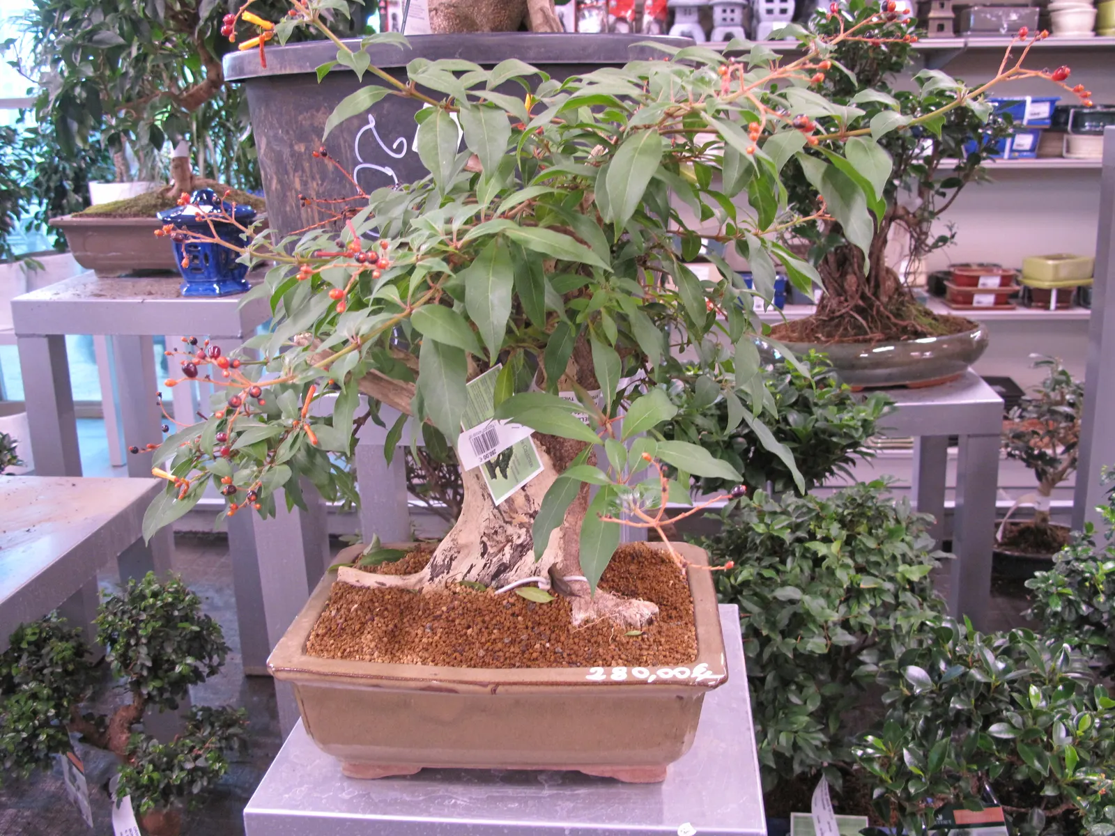 Witch Hazel (Hamamelis X Intermedia) — shrub for full or half