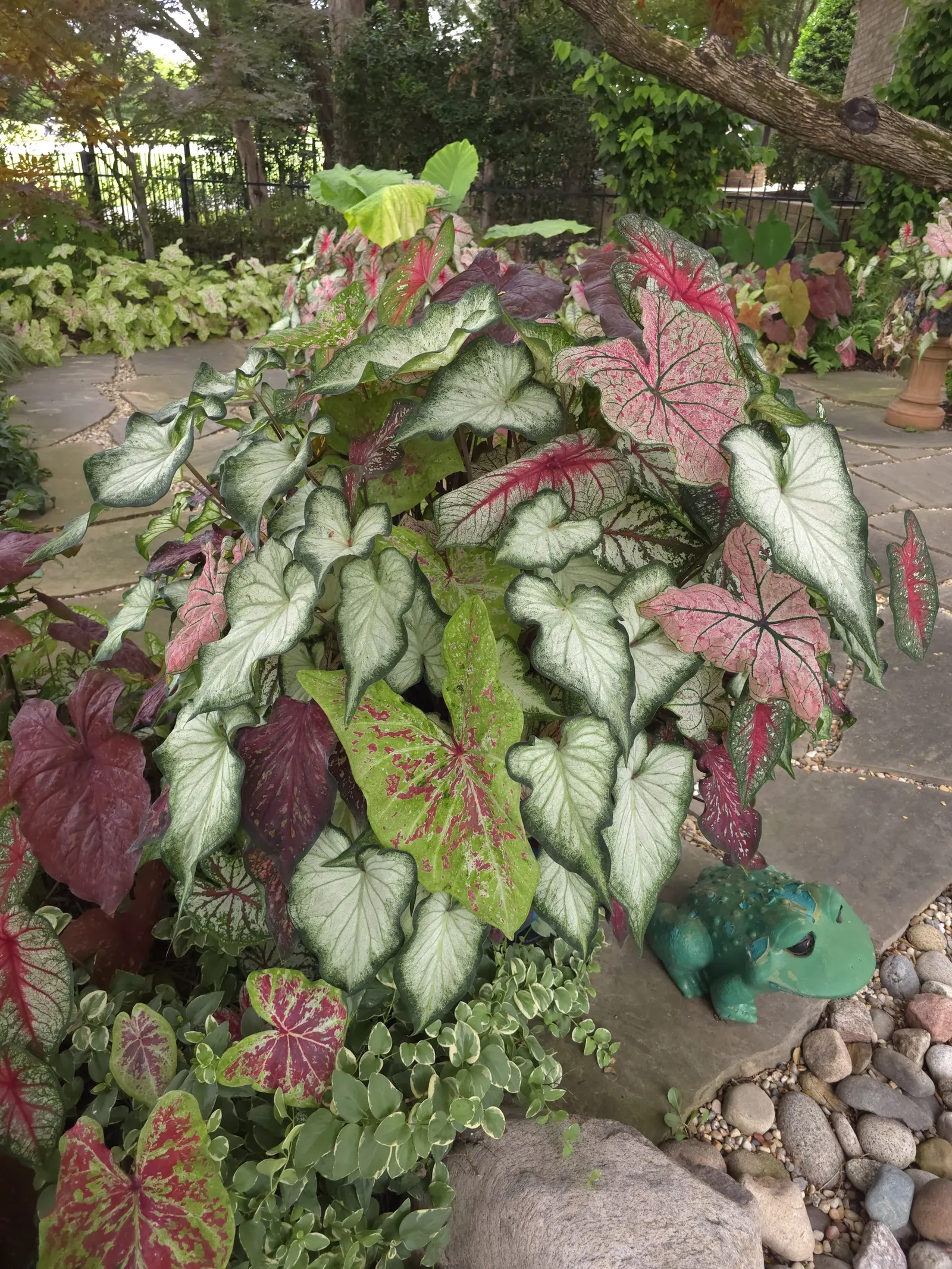 'White Star' Sun and Shade Caladium (Caladium hortulanum) — glowing ribbon beneath taller summer annuals and perennials