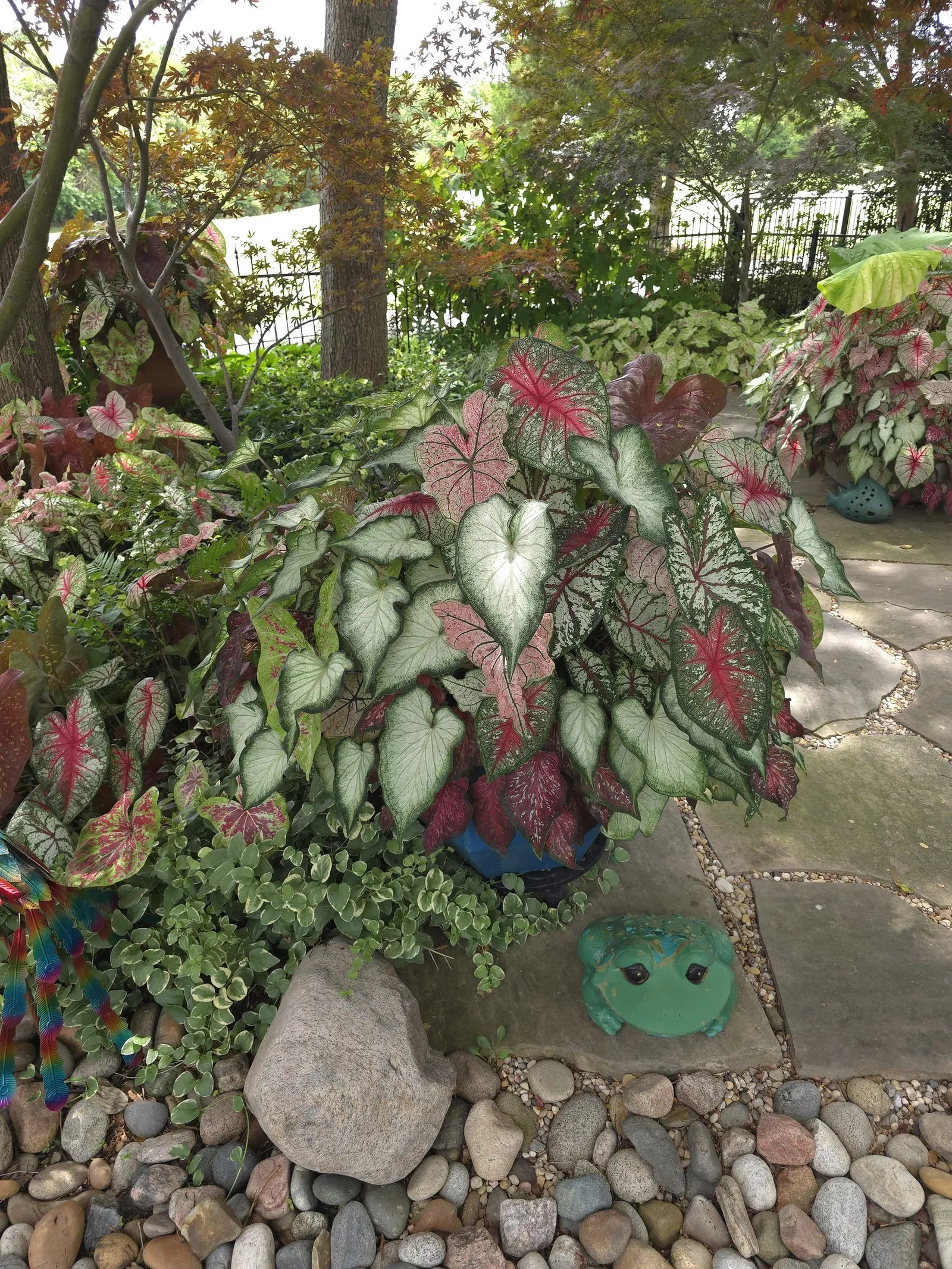 'White Star' Sun and Shade Caladium (Caladium hortulanum) — The Caladium hortulanum 'White Star'; is a refined foliage annual from the Proven Winners®