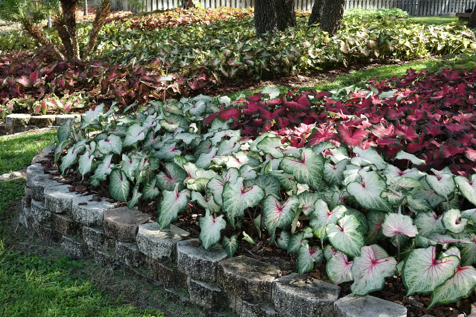 'White Star' Sun and Shade Caladium (Caladium hortulanum) — but it is most often enjoyed as a warm-season annual in cooler regions