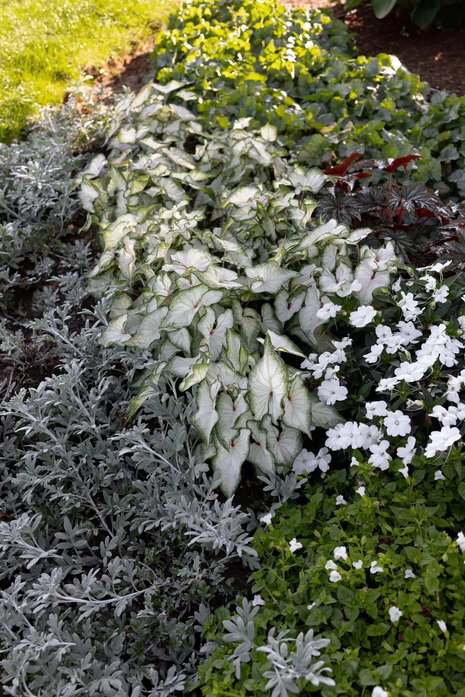 'White Star' Sun and Shade Caladium (Caladium hortulanum) — commonly referred to as 'White Star' Sun and Shade Caladium; it is hardy in USDA Zones 10a to 11b