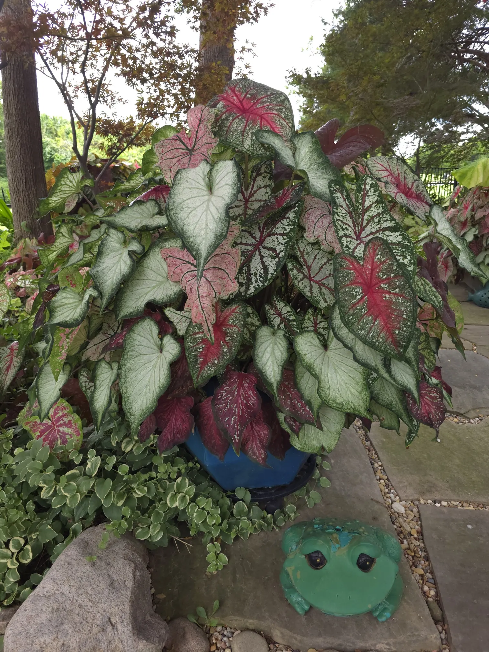 'White Star' Sun and Shade Caladium (Caladium hortulanum) — deer-resistant sweep of white and pink without relying on flowers