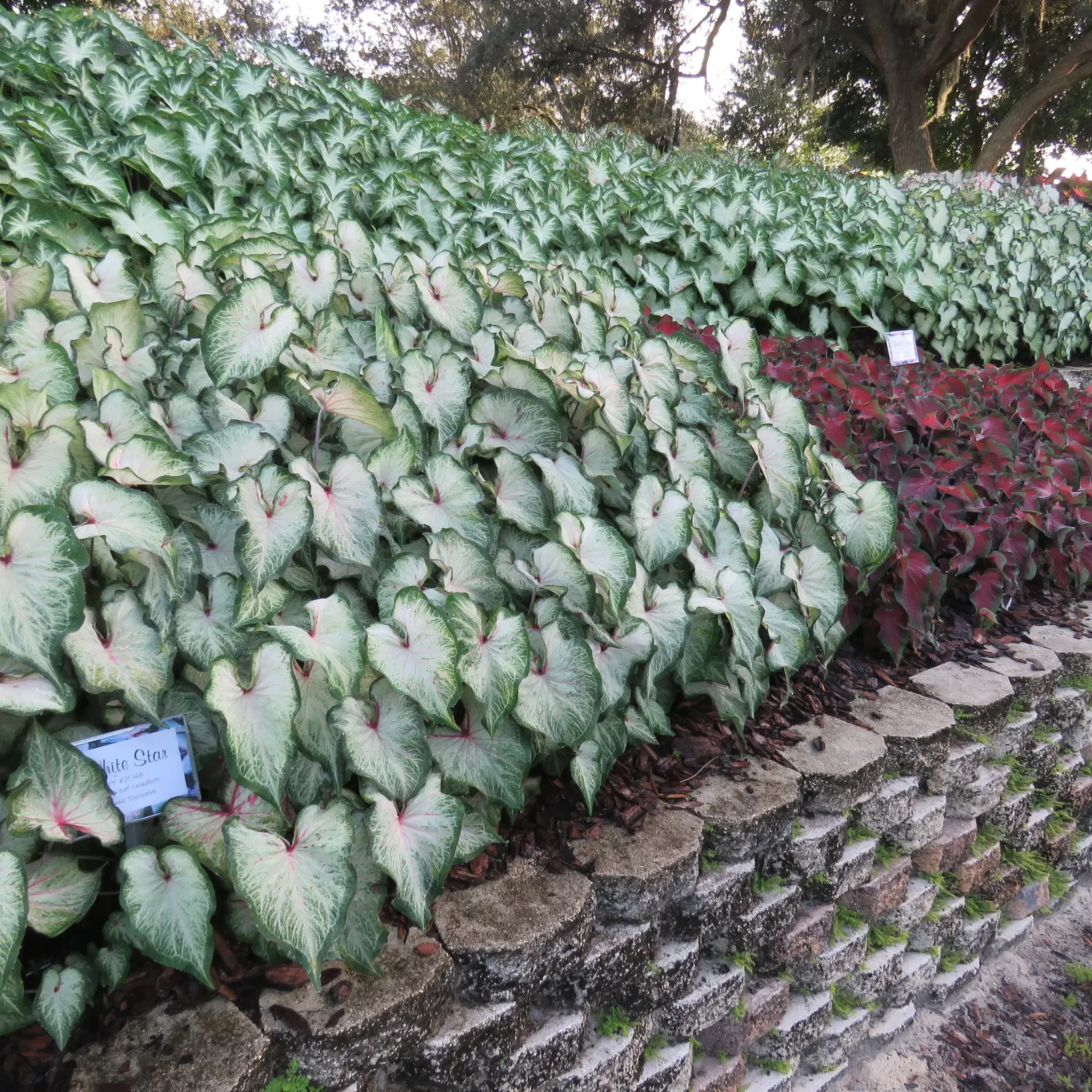 'White Star' Sun and Shade Caladium (Caladium hortulanum) — though local climate should guide placement: brighter exposures are more forgiving in northern