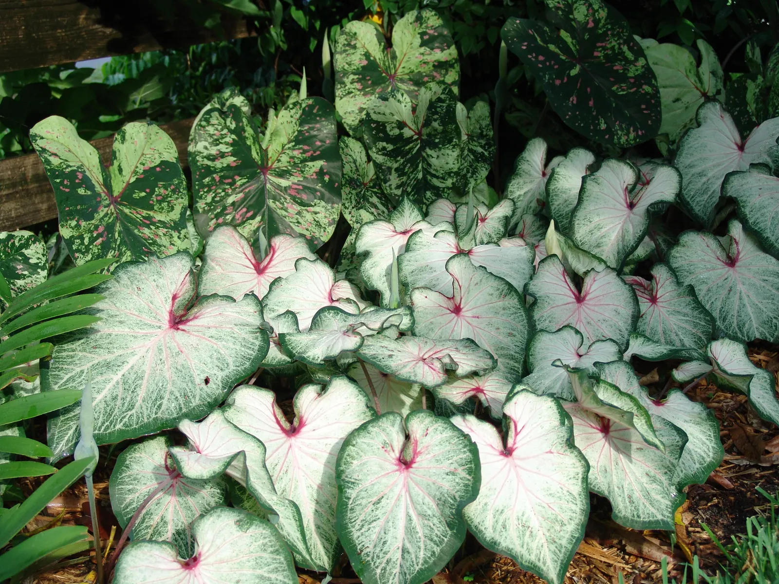 'White Star' Sun and Shade Caladium (Caladium hortulanum) — where its pale leaves illuminate darker companions