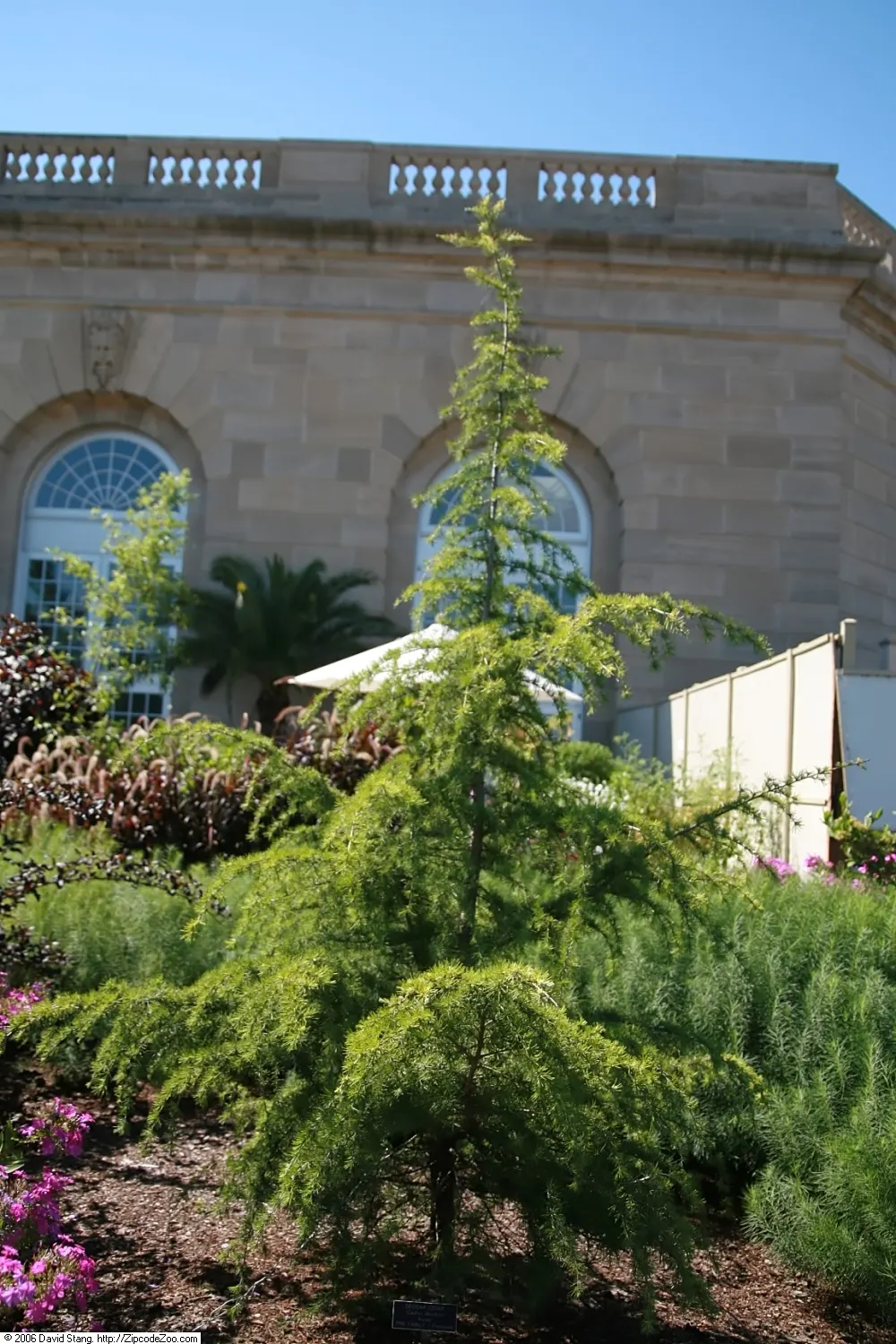 Golden Deodar Cedar (Cedrus Deodara 'Aurea') — This ornamental tree is a cultivar of the Himalayan Cedar and thrives in USDA Hardiness Zones 7 through 9