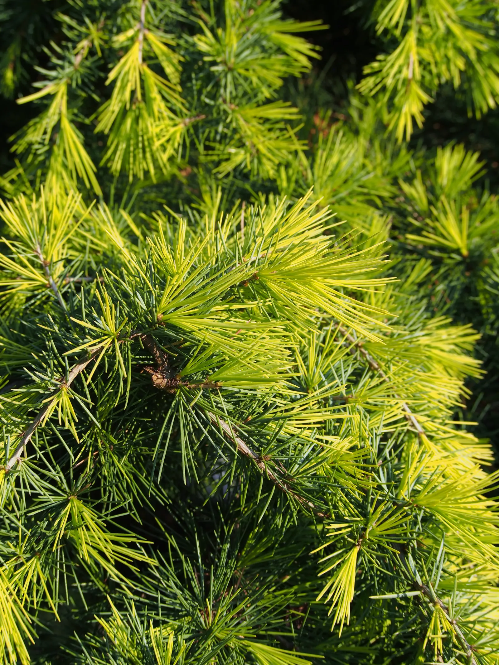 Golden Deodar Cedar (Cedrus Deodara 'Aurea') — A slow grower, it reaches up to 40-50 feet in height with a 20-30 foot spread