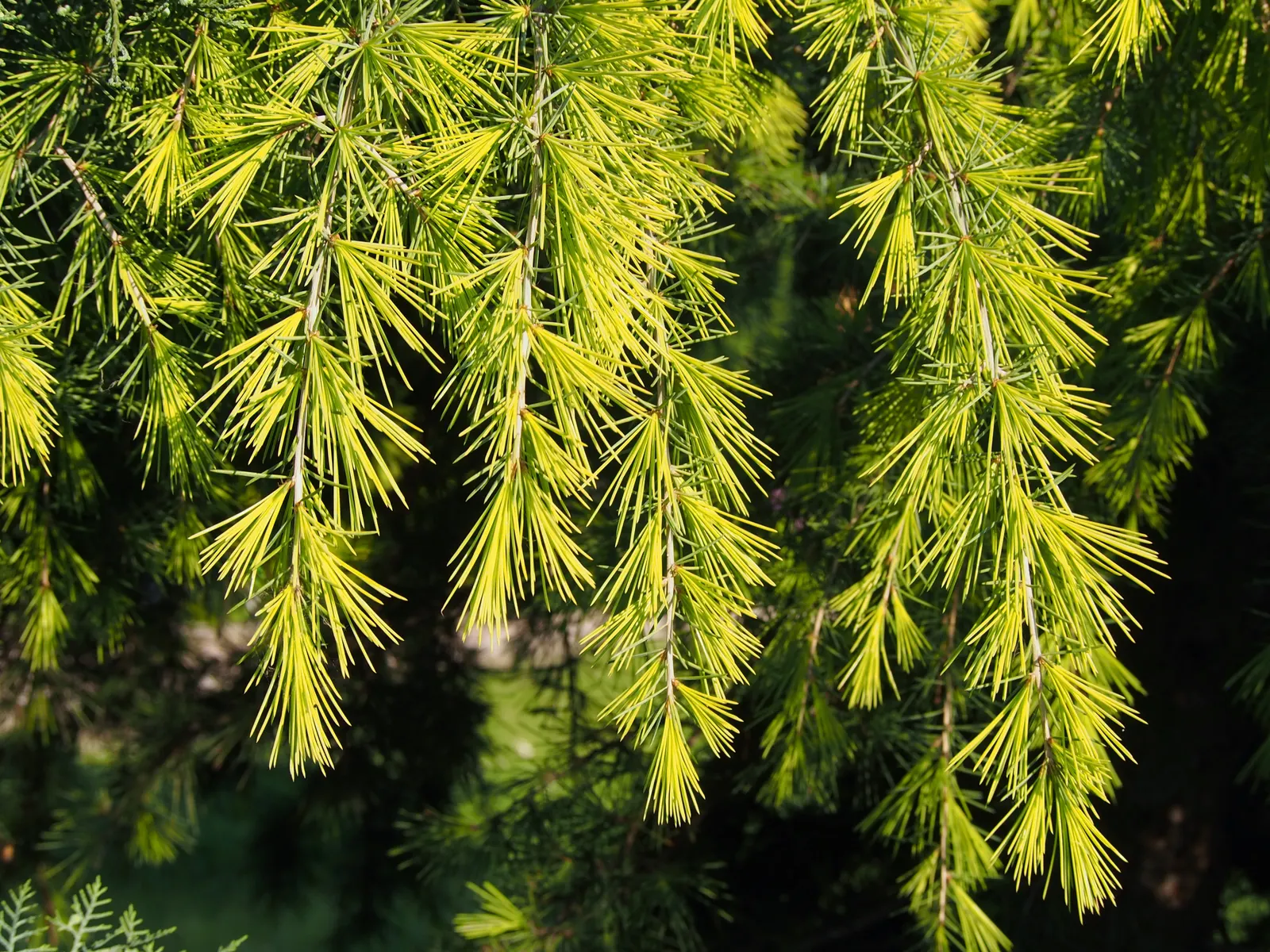 Golden Deodar Cedar (Cedrus Deodara 'Aurea') — is an evergreen conifer characterized by its pyramidal shape and golden-yellow foliage
