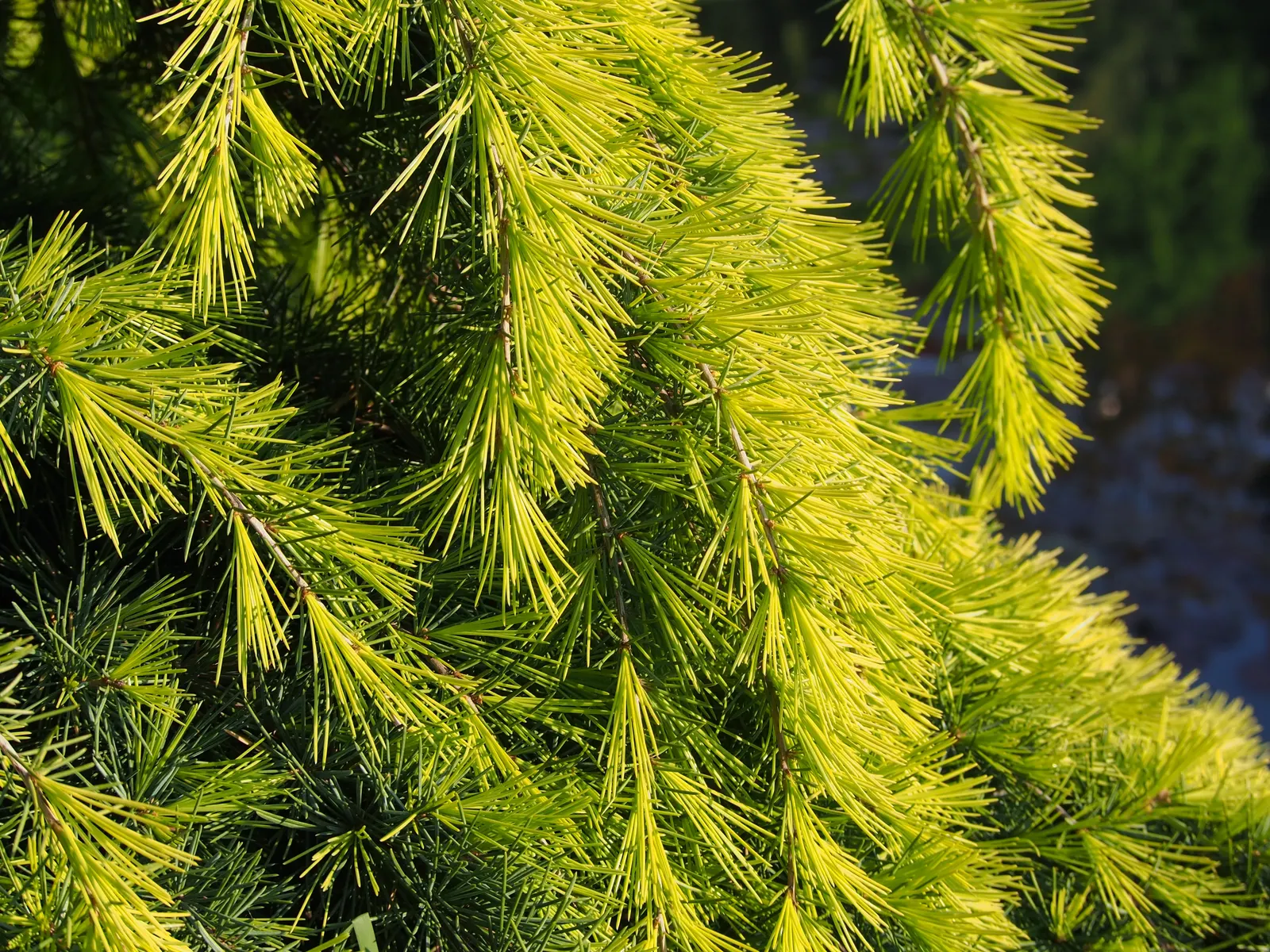 Golden Deodar Cedar (Cedrus Deodara 'Aurea') — Ideal as a specimen tree, it requires well-draining soil