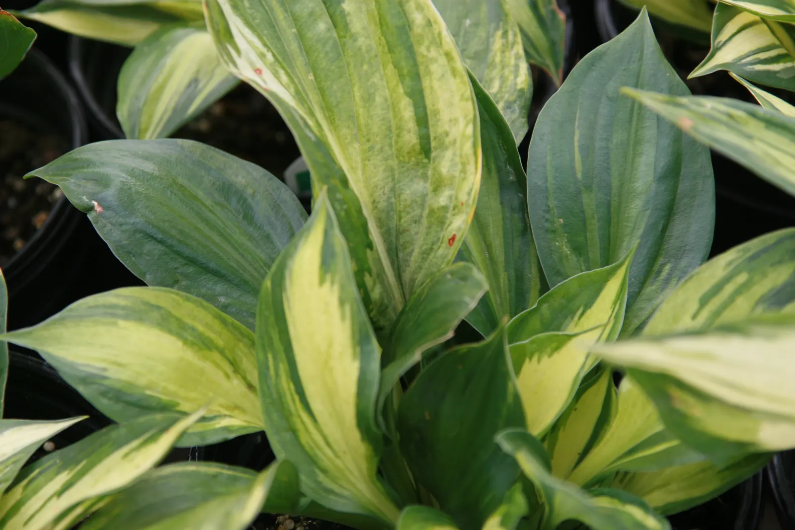 Revolution Hosta (Hosta 'Revolution') — The 'Revolution' Hosta is a striking perennial