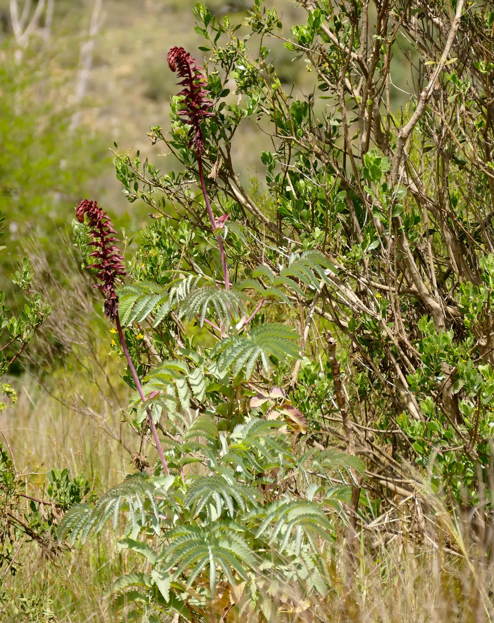 Honey Bush (Melianthus Major) — It features reddish-brown, nectar-rich flowers, which bloom on towering spikes and attract pollinators