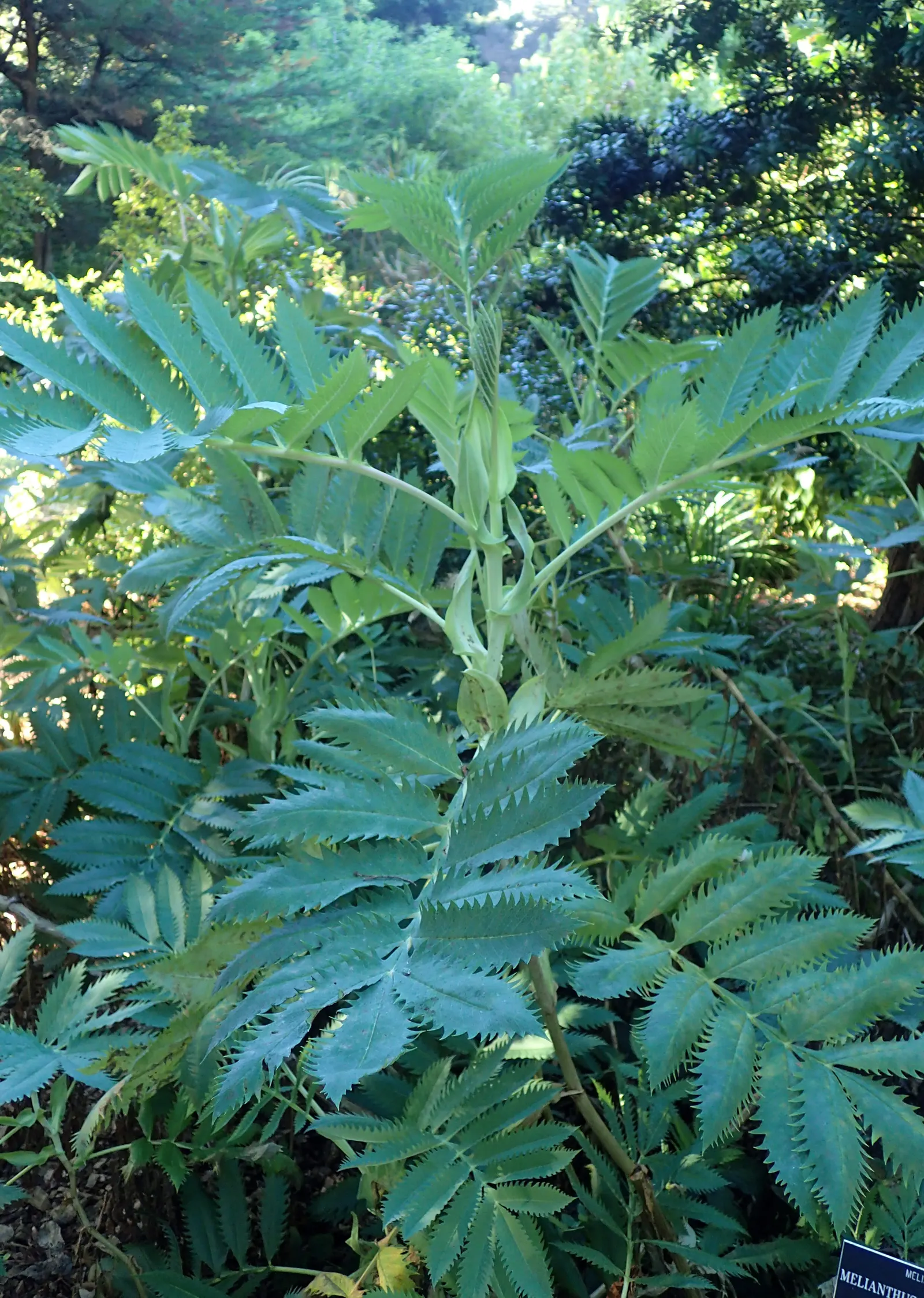 Honey Bush (Melianthus Major) — The nectar-rich blooms are magnets for pollinators such as birds and bees; pendulous racemes that can extend up to, image 67
