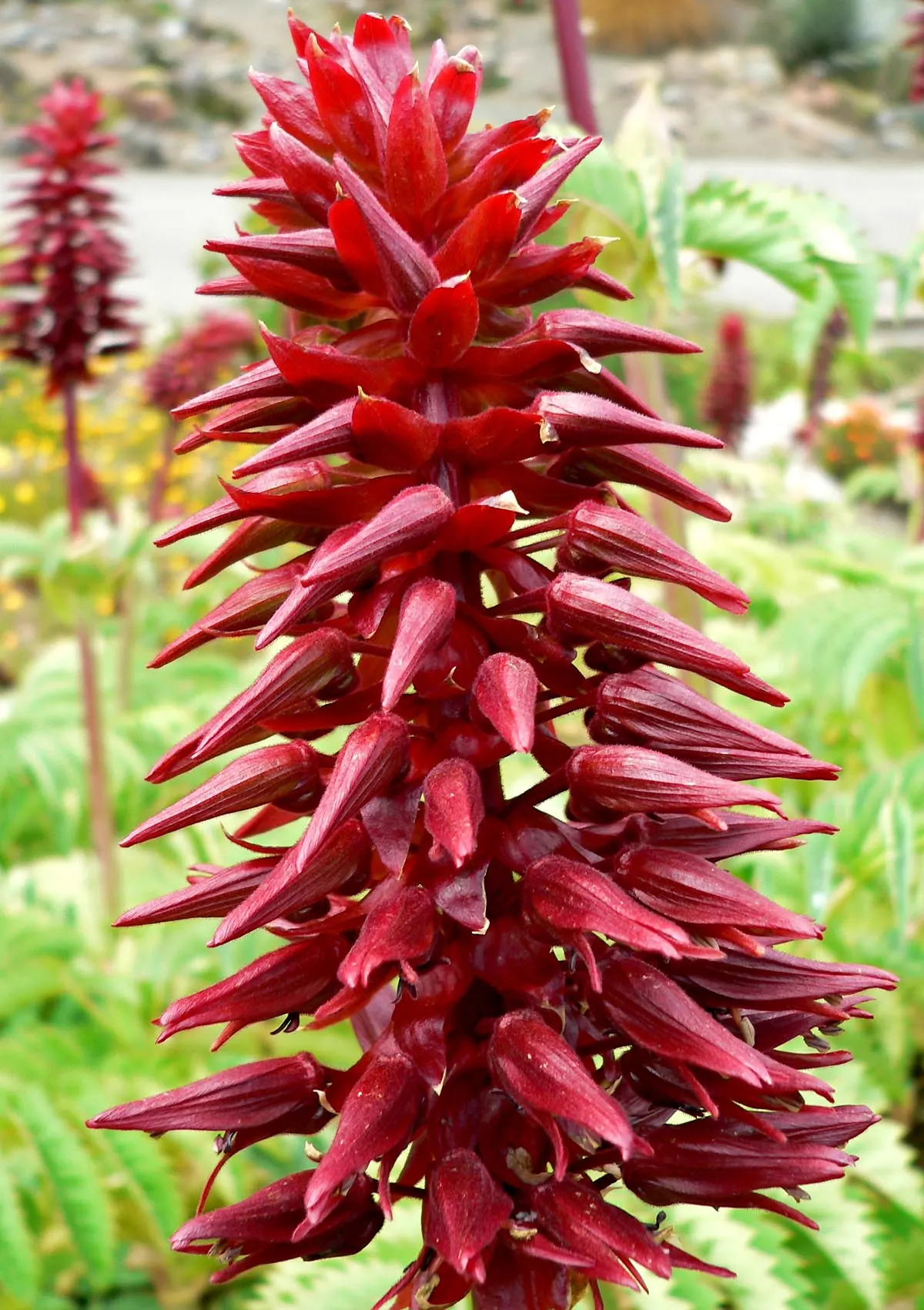 Honey Bush (Melianthus Major) — so caution should be taken if pets or children are present; the Honey Bush (Melianthus major), image 72